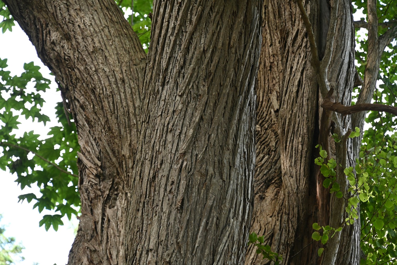 Texture dettagliata di un tronco d'albero con foglie verdi