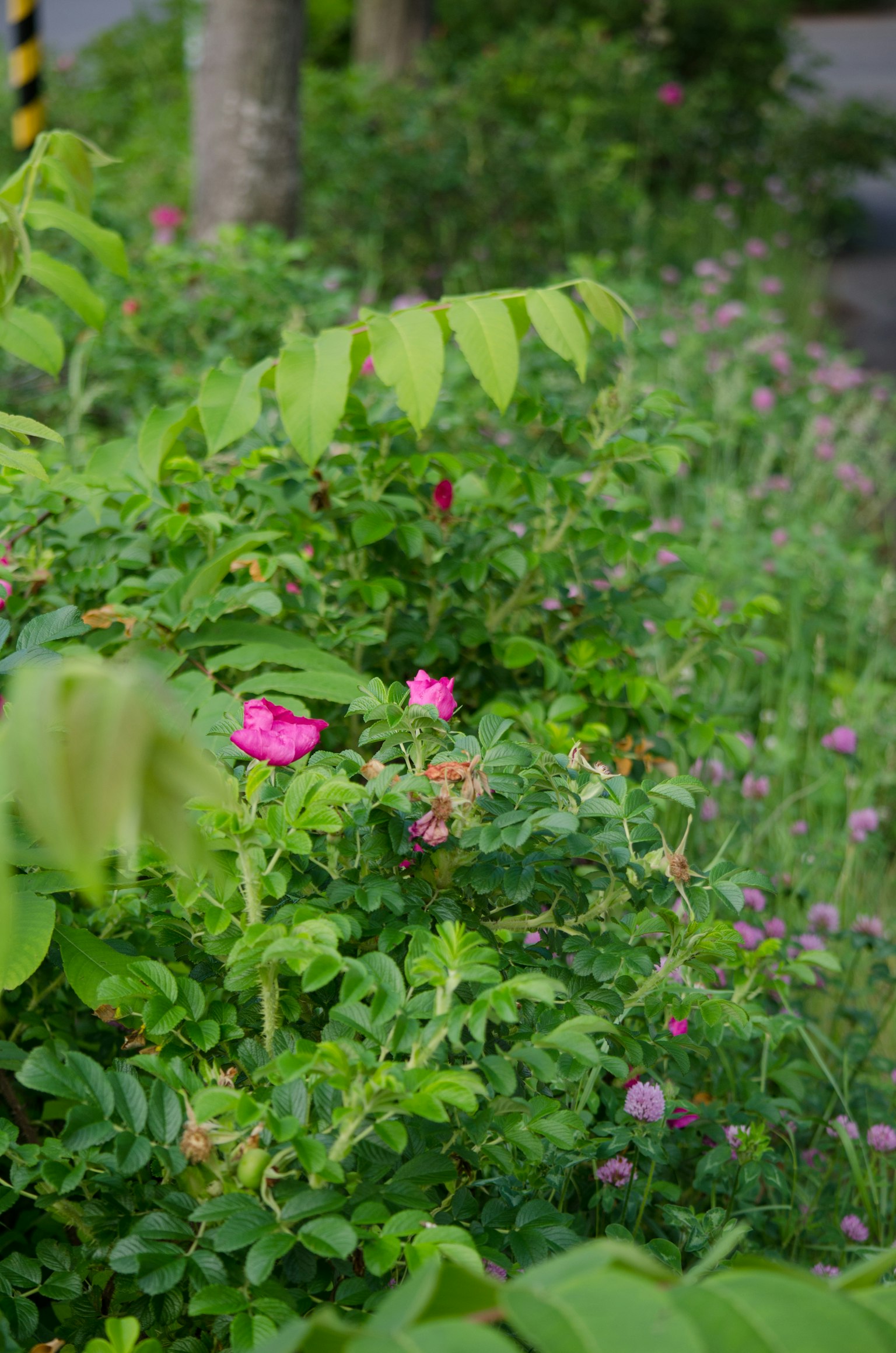 Vegetación exuberante con flores rosas en flor