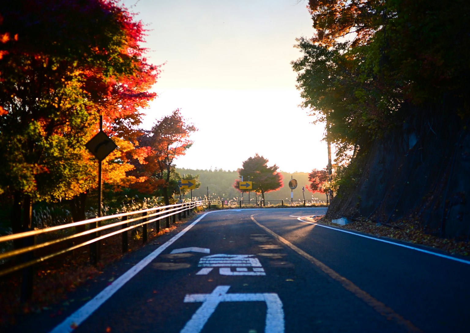 美しい秋の風景の道路と色とりどりの木々