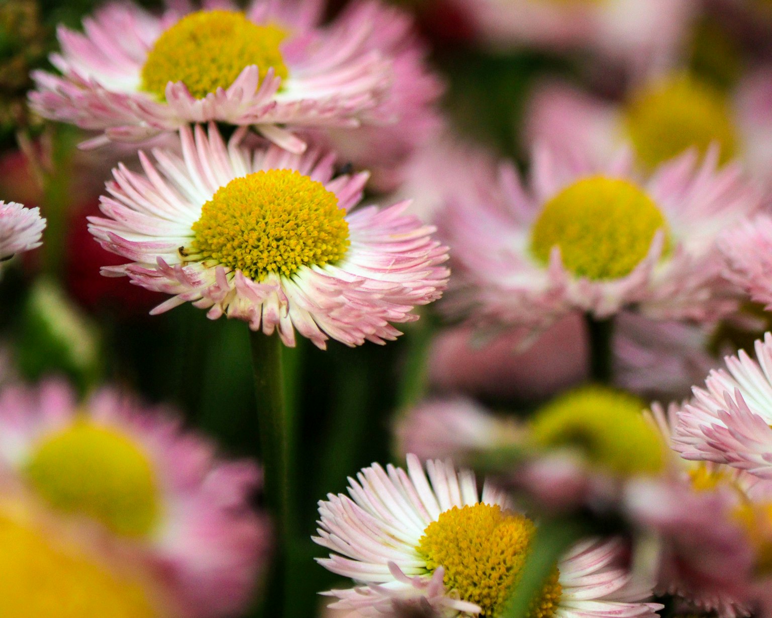 Una scena bellissima piena di fiori colorati con margherite dai petali rosa e centri gialli