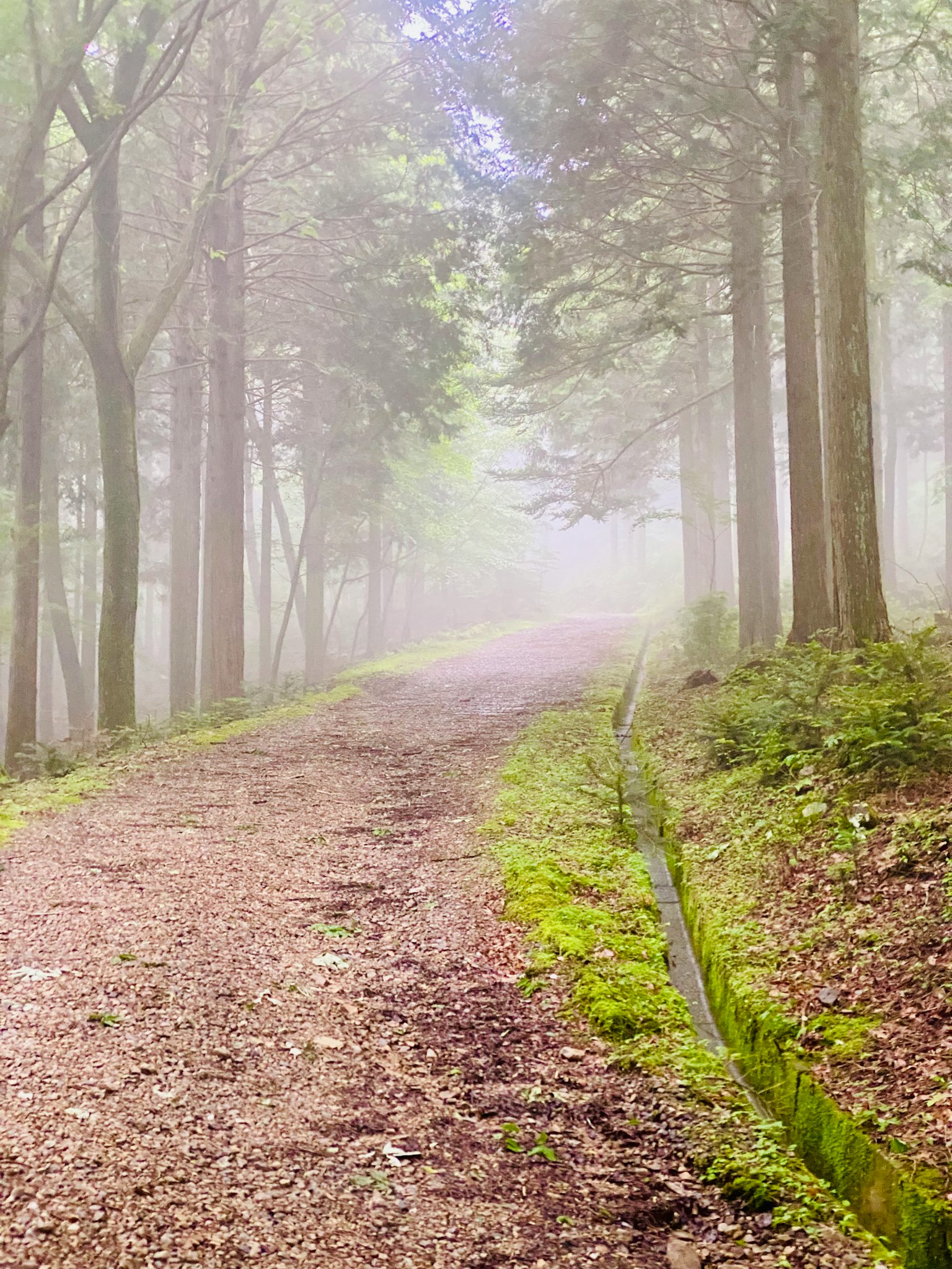 A misty forest path with green moss covering the ground surrounded by trees