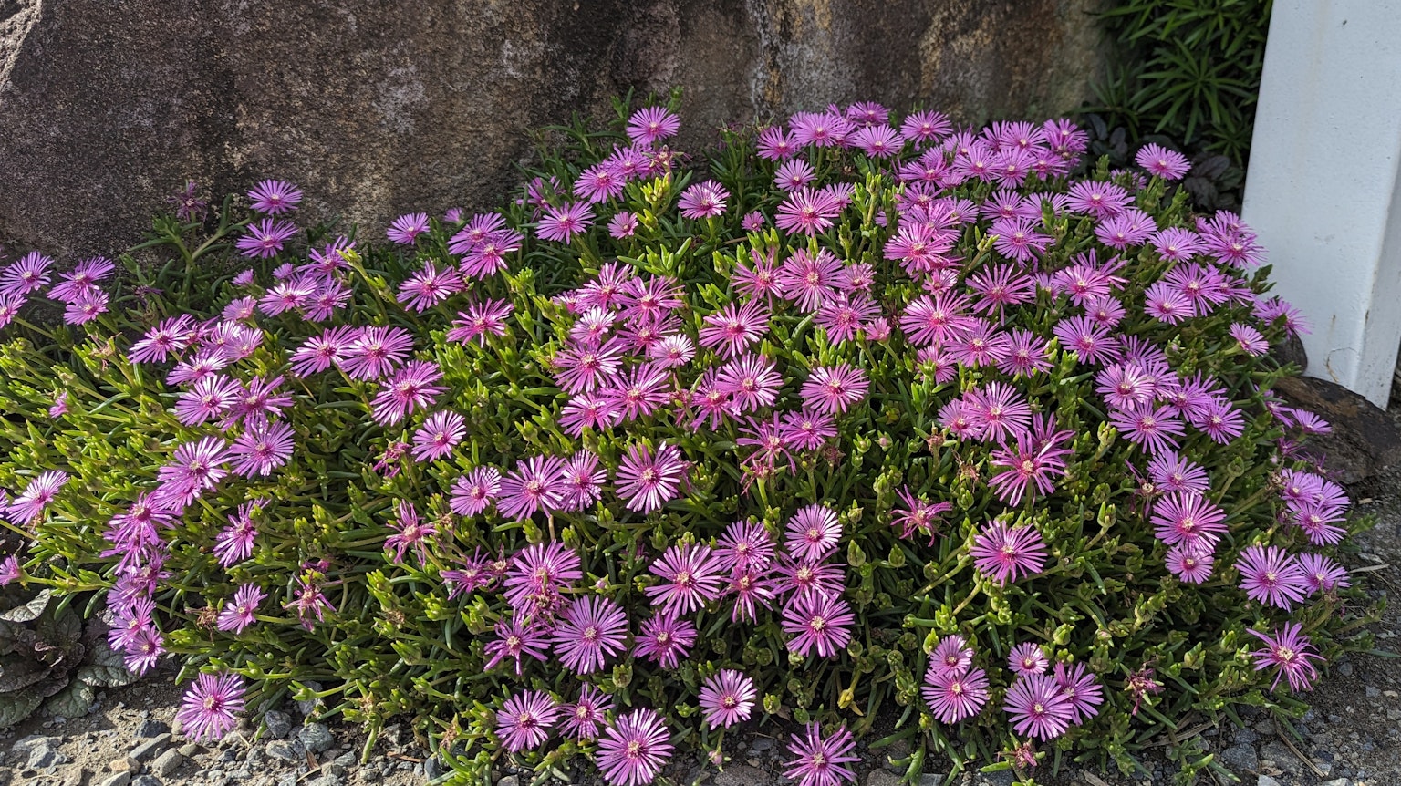Massa di fiori rosa che fioriscono vicino a una pietra