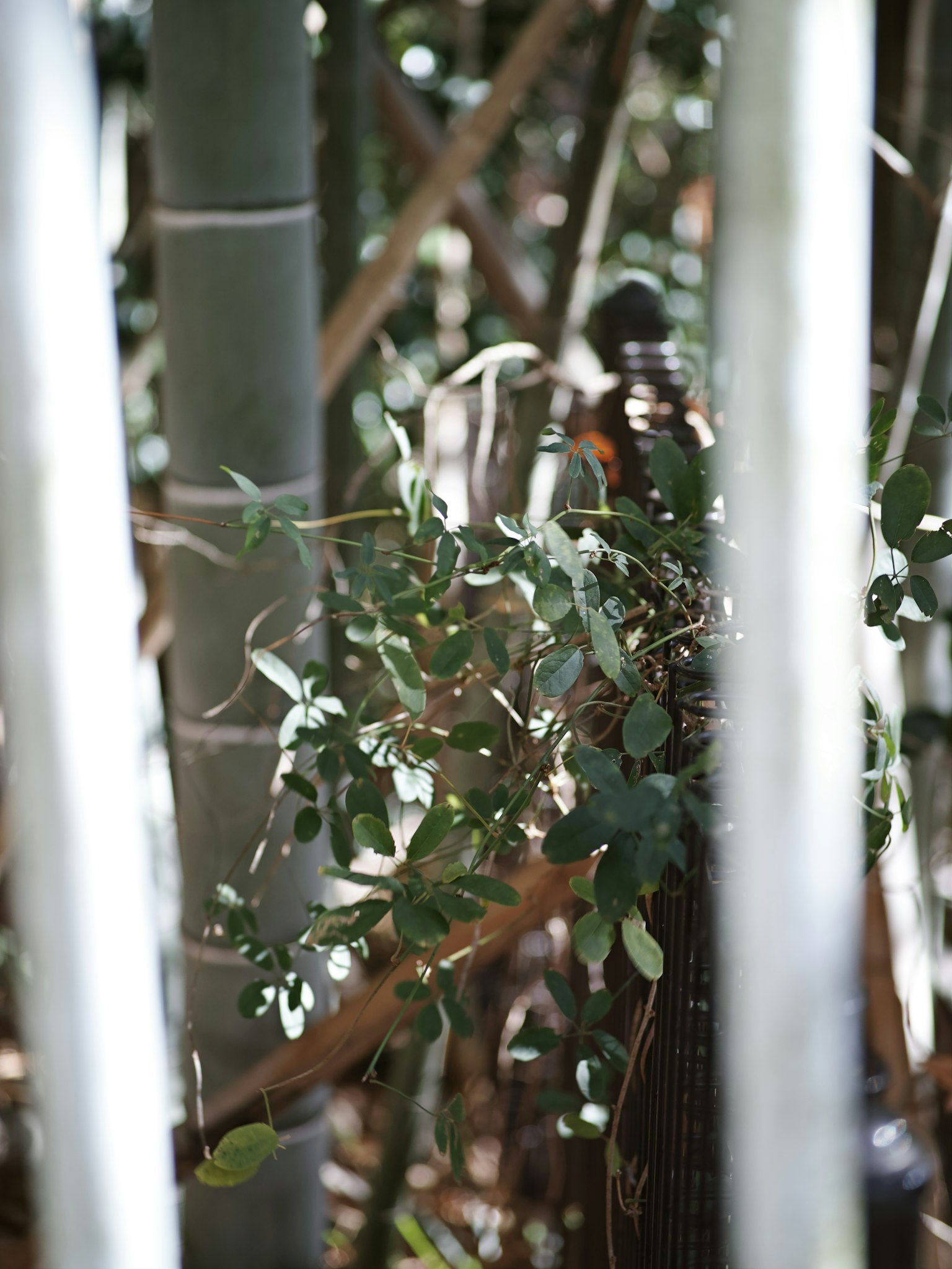 Green leaves and tree trunks visible through bamboo