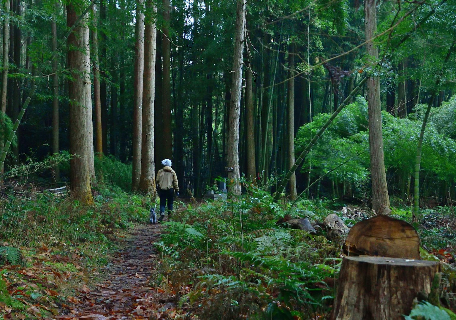 Personne marchant sur un sentier entouré d'arbres élevés et de verdure luxuriante