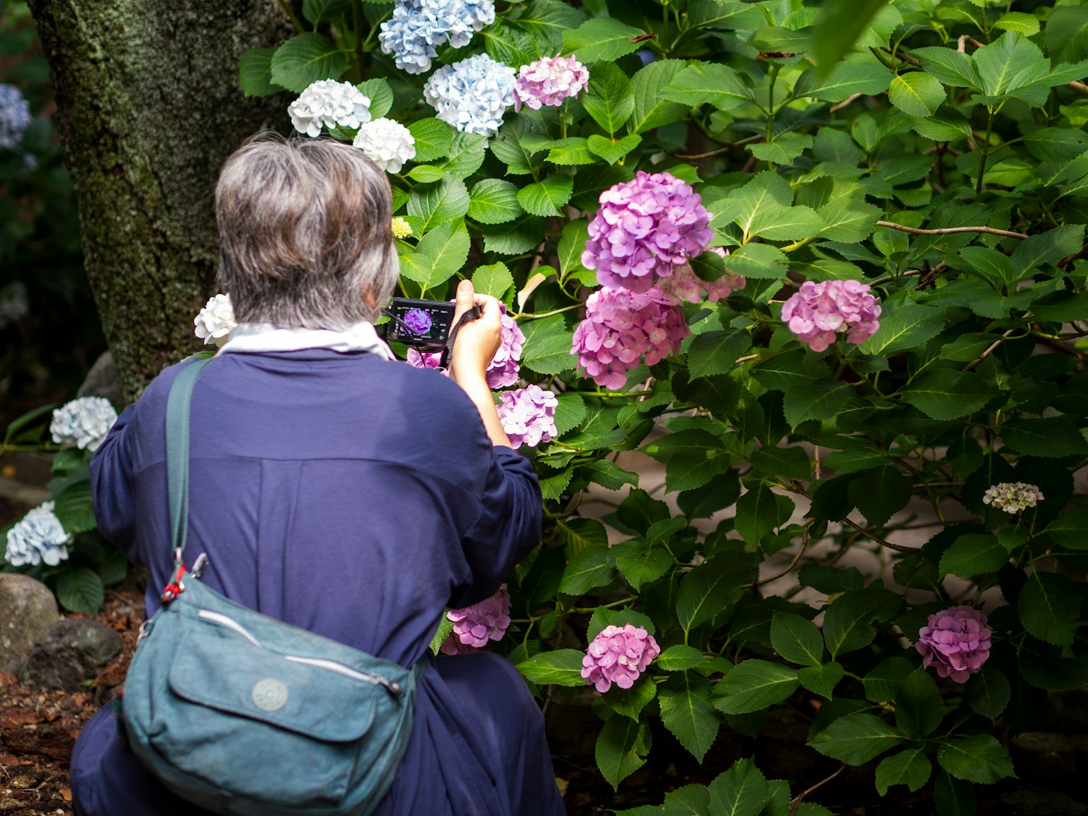 Eine Frau, die von hinten Hortensienblüten fotografiert