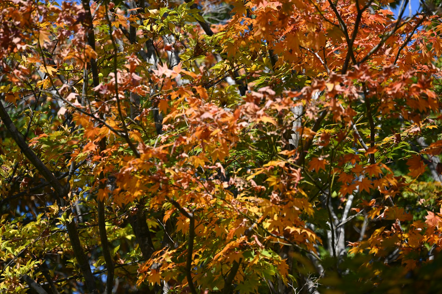 photo-g27NOiOBlRs3zX4SbNcf-image