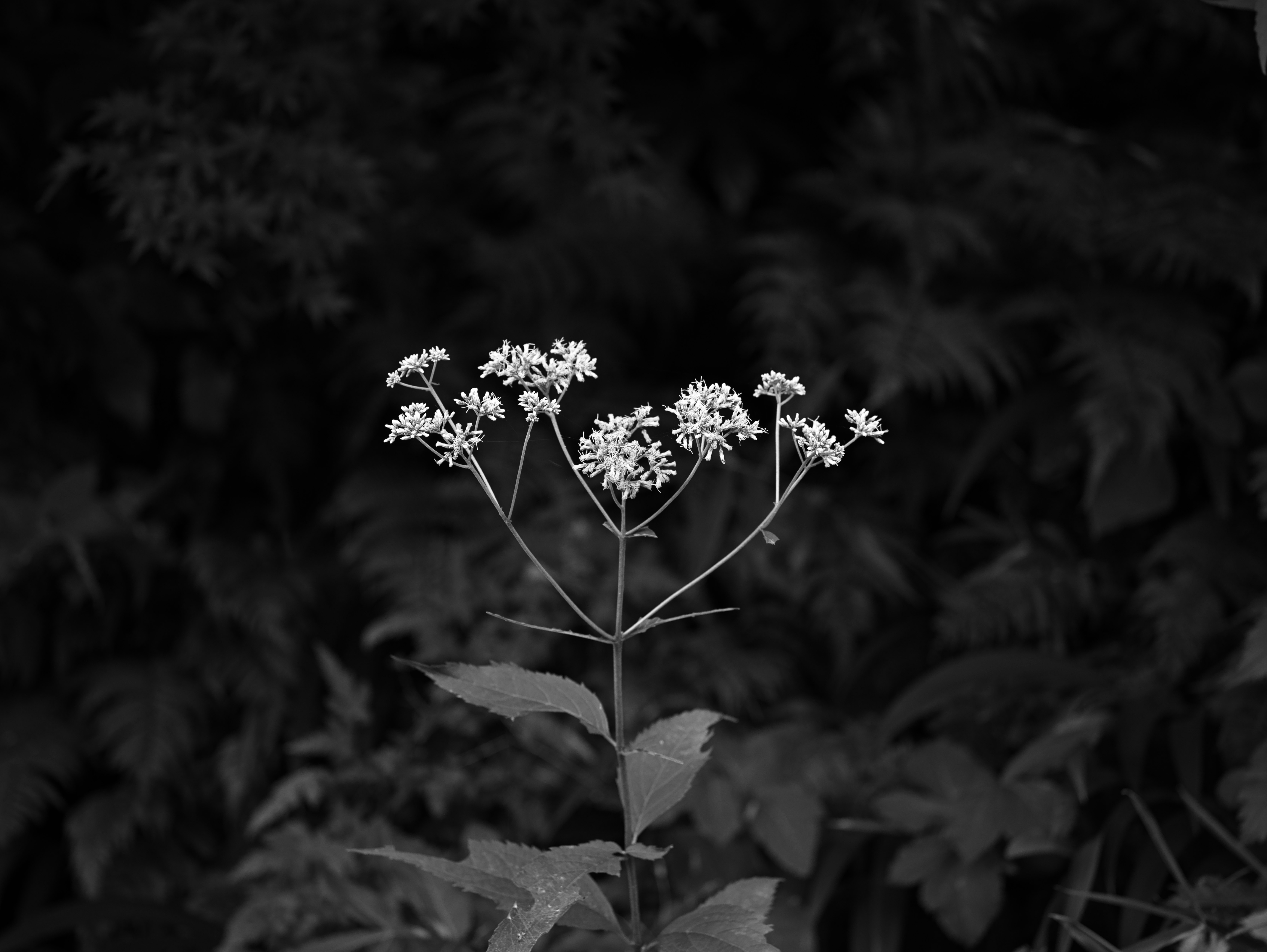 深色背景下的白色花朵特写