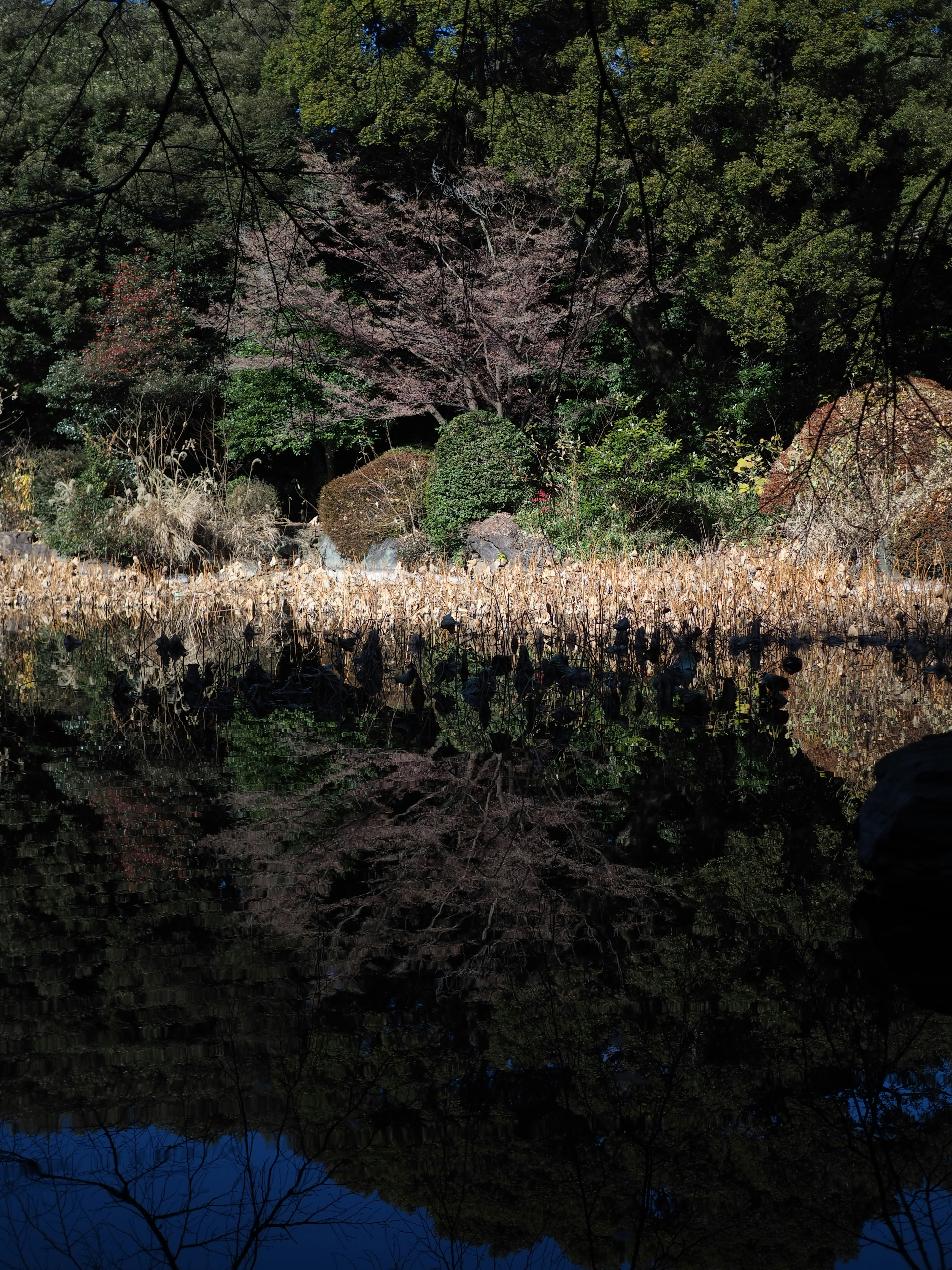 森の斜面に広がる草花と枯れ草のある自然の風景