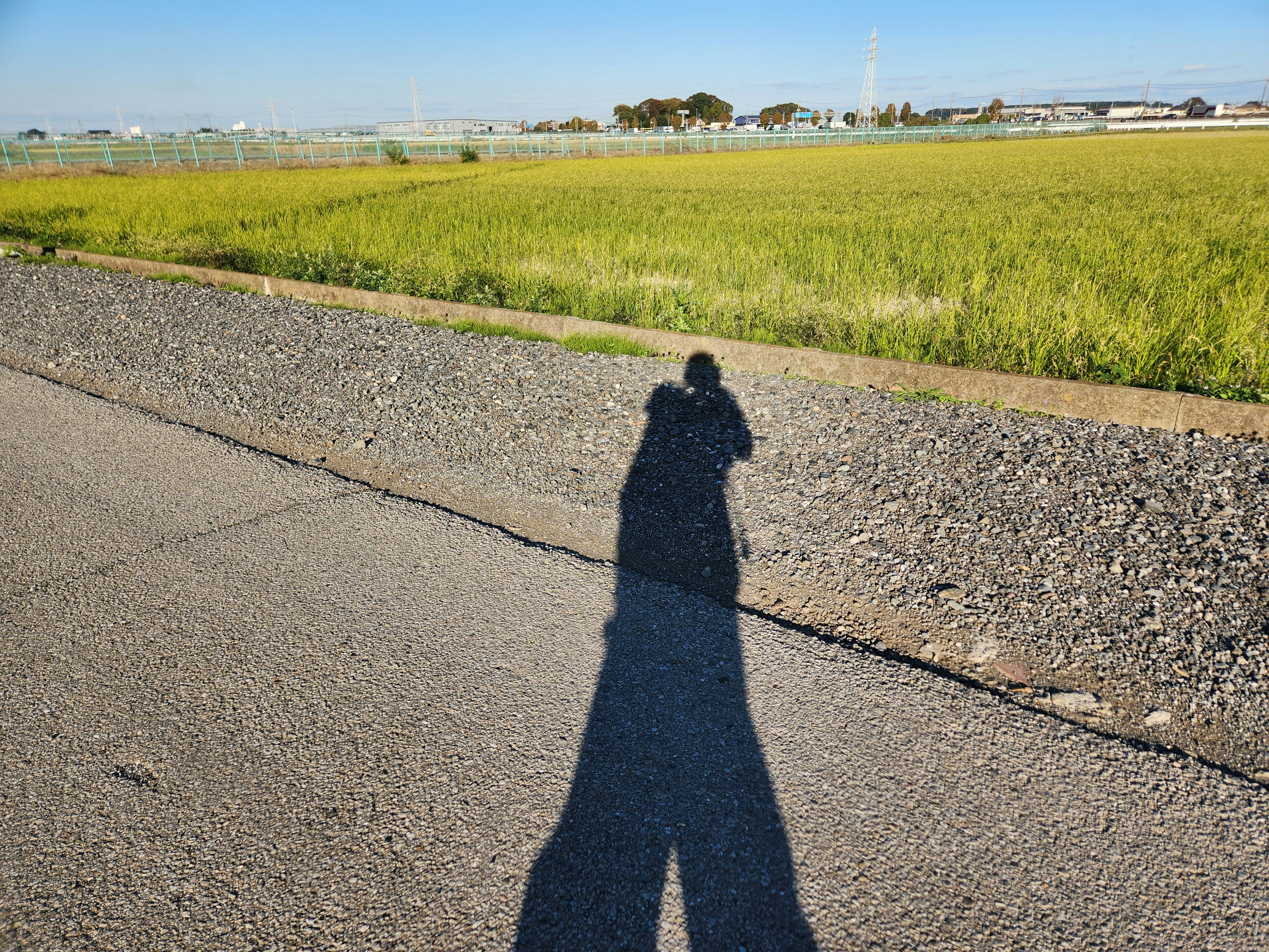 田園の道を伸びる長い影のある風景