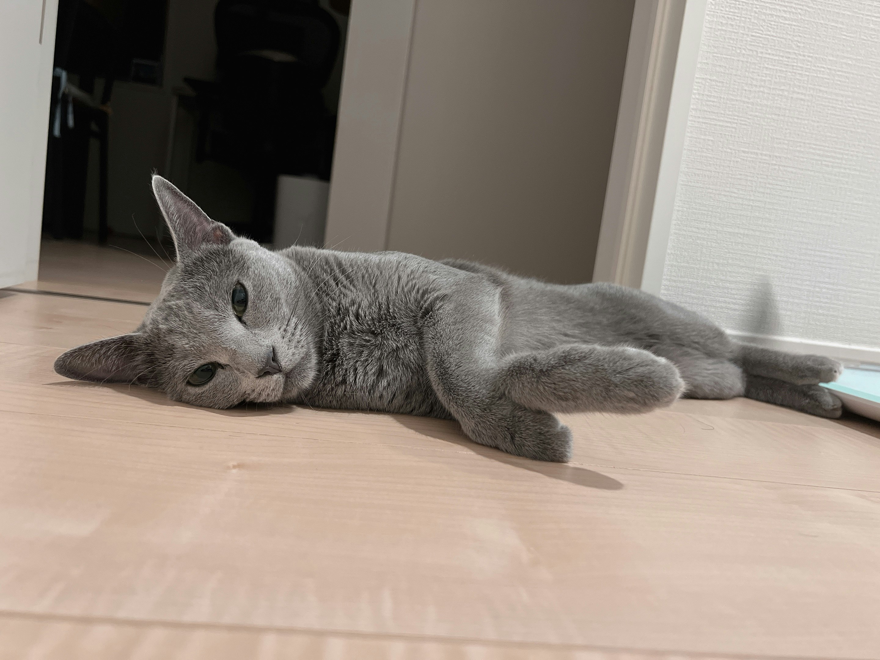 mèo xám đang nằm nghỉ trên sàn gỗ