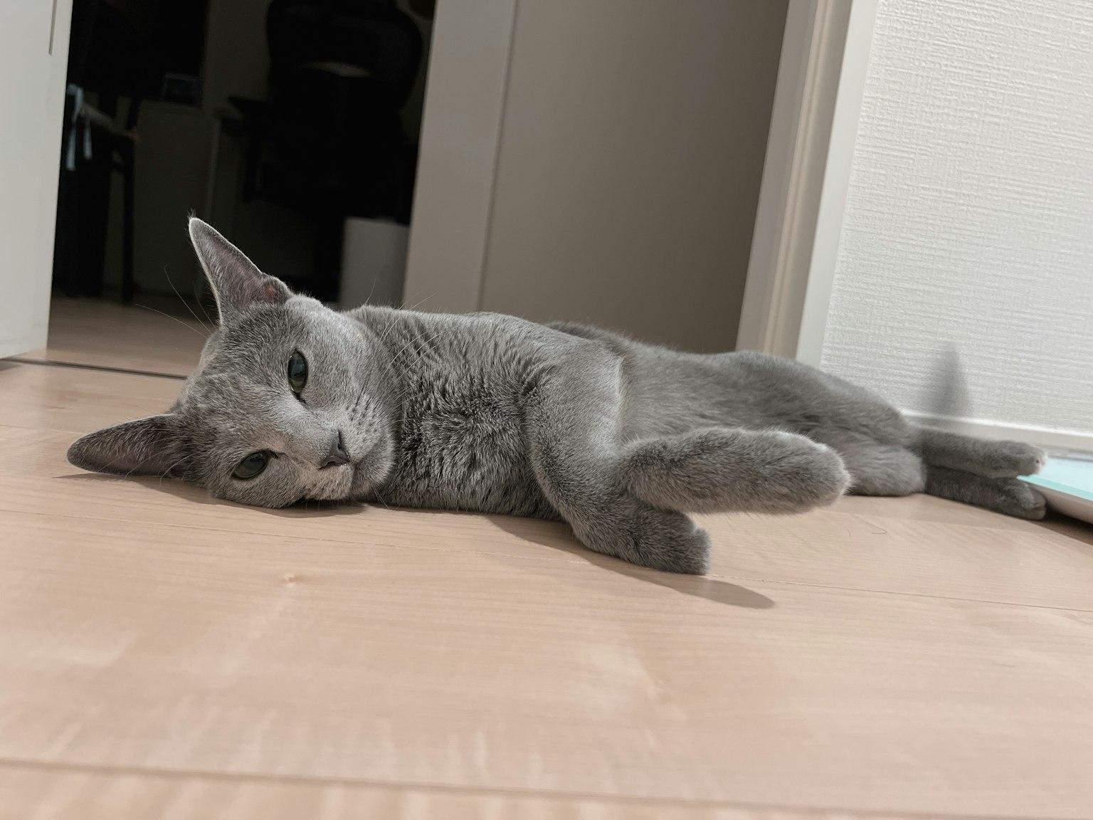Gray cat lying on the floor