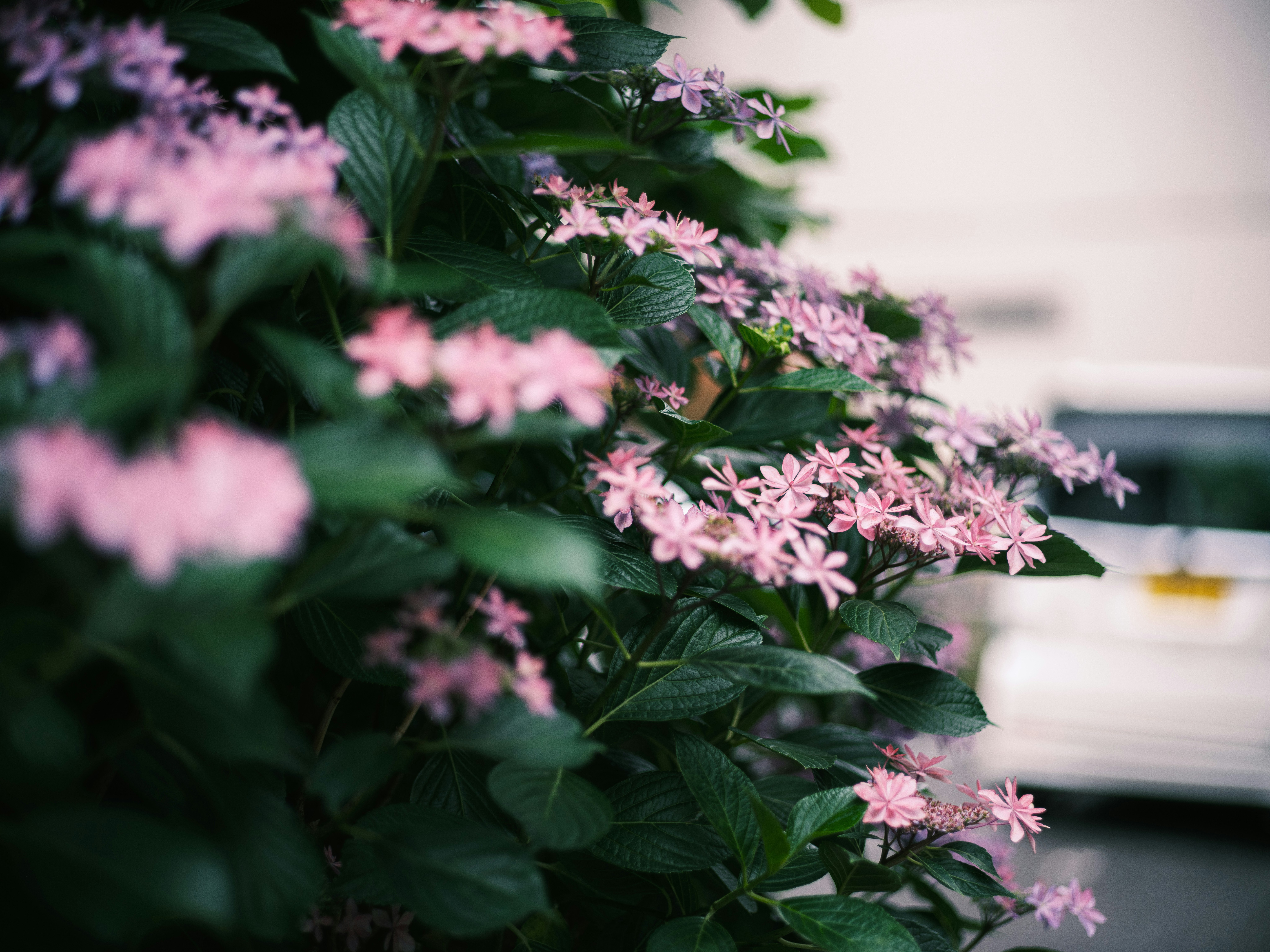 ピンクの花が咲く観葉植物のアップ