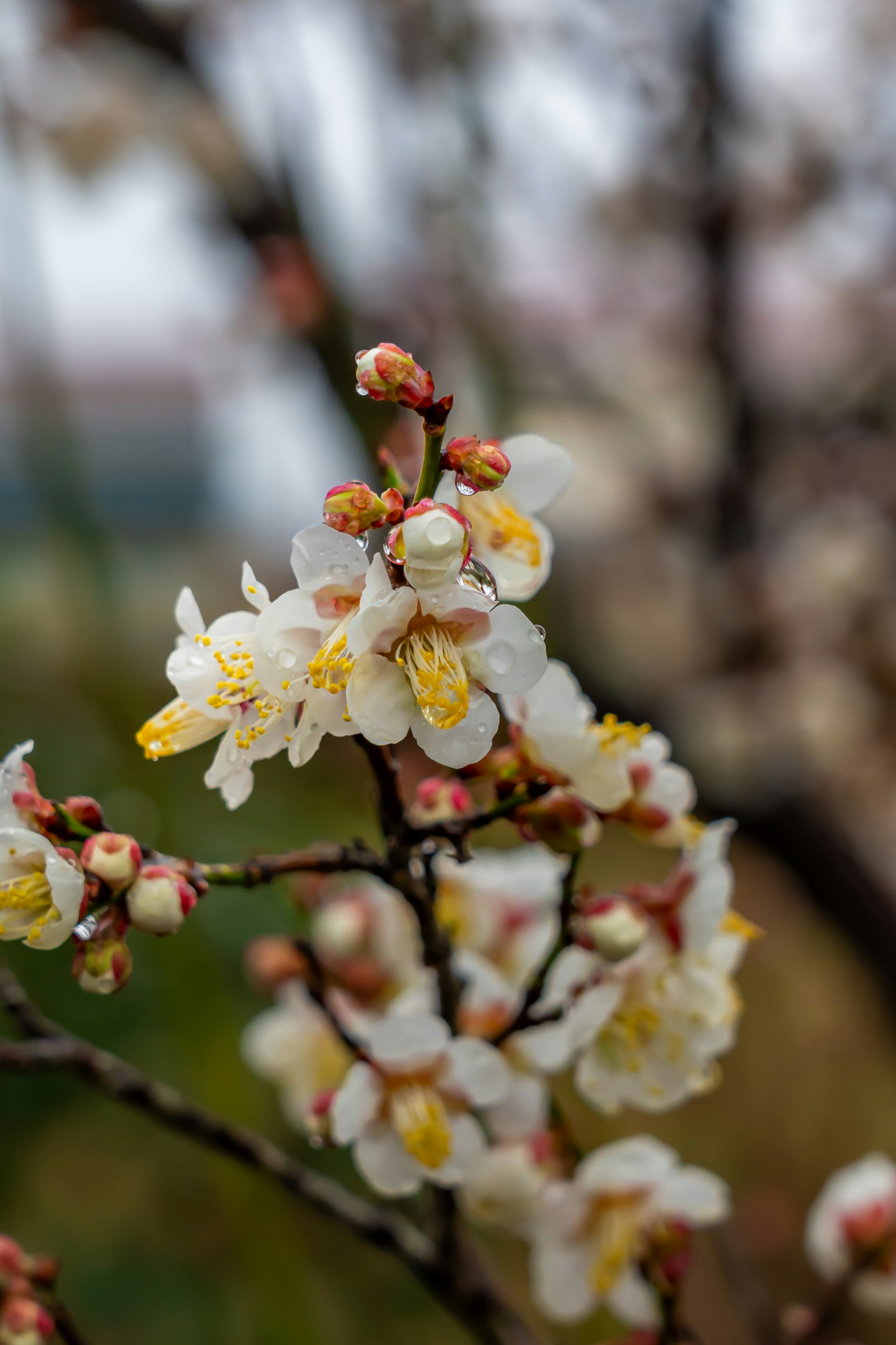 Gros plan sur des branches avec des fleurs blanches et jaunes