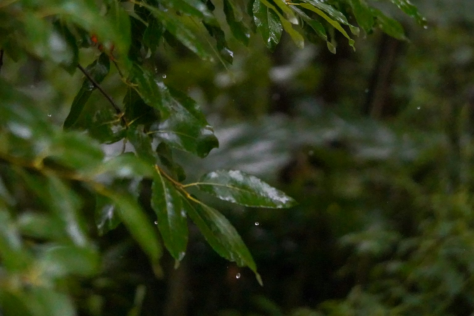 Close-up of green leaves with raindrops in a forest setting