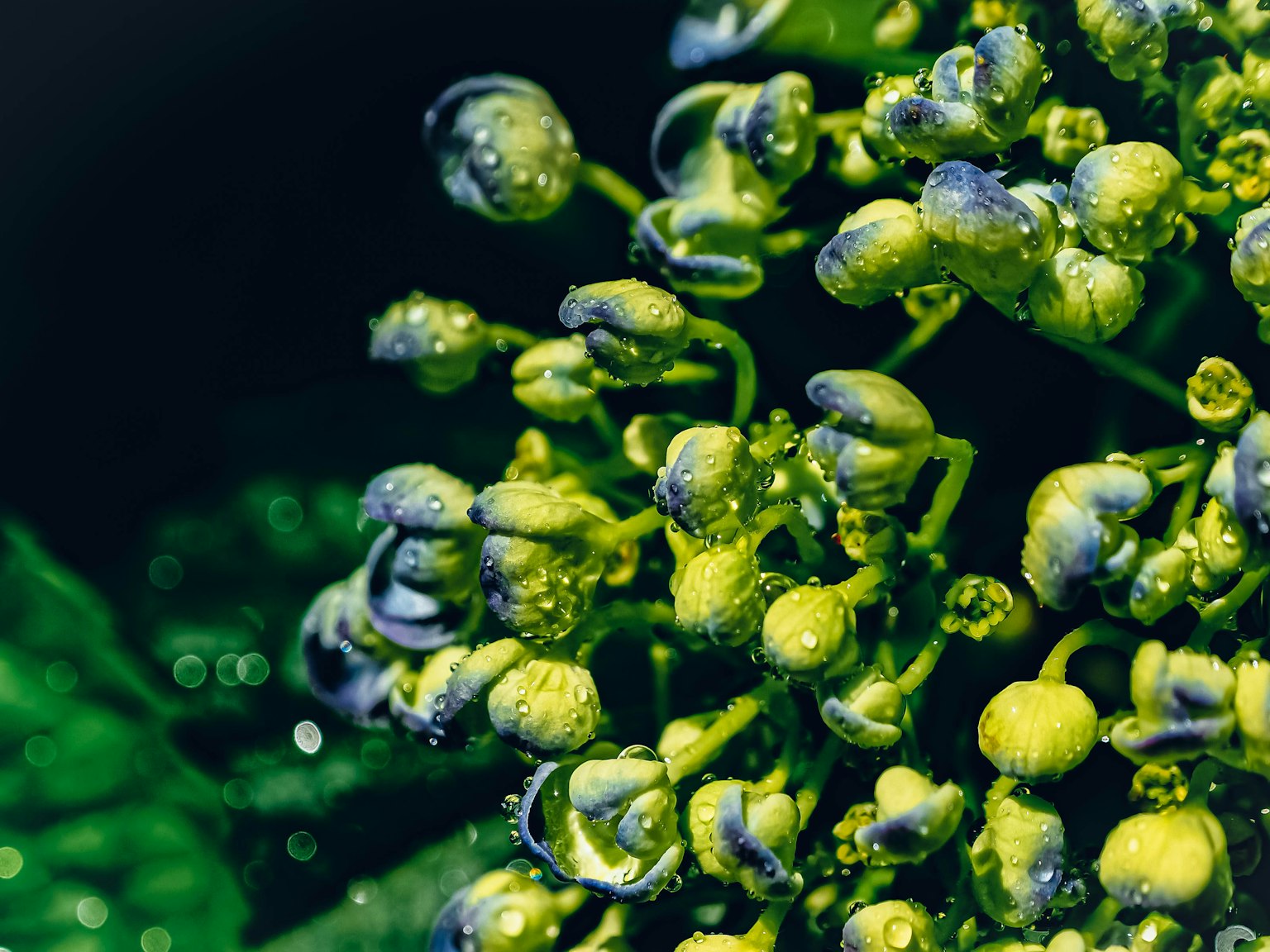 特寫圖像，綠色花蕾上有水滴