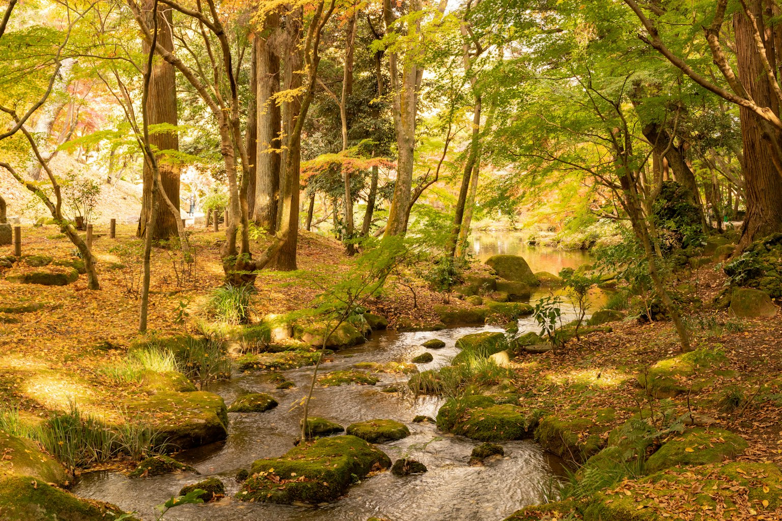 Bach, umgeben von herbstlichem Laub und grünen moosbedeckten Steinen