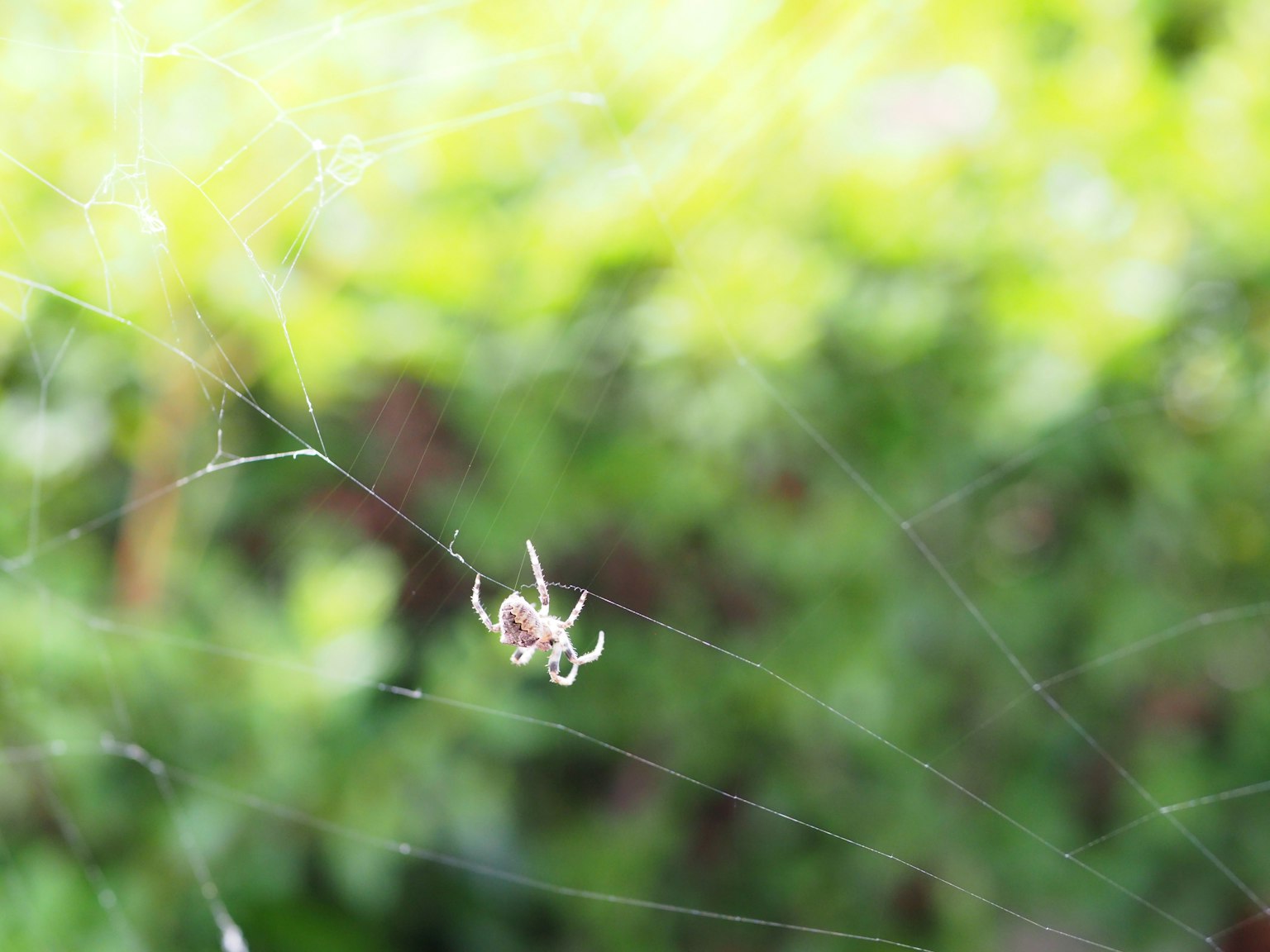 Una pequeña araña colgando de una telaraña con un fondo verde borroso