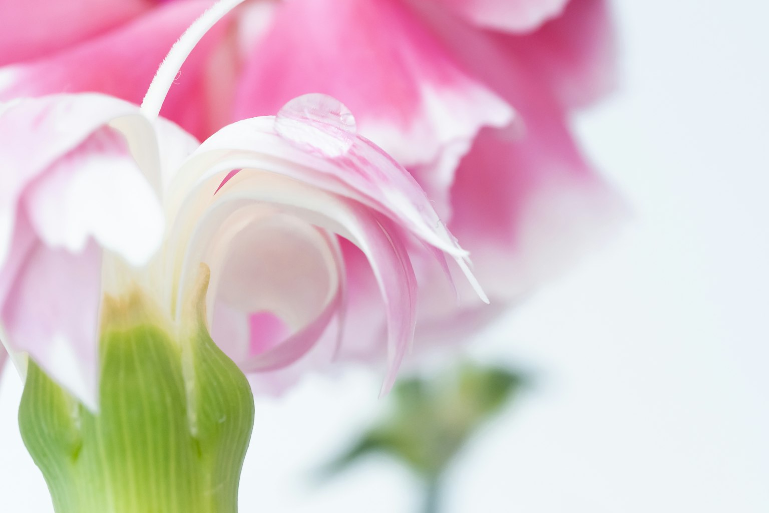 Une fleur rose pâle avec des pétales délicats sur fond blanc