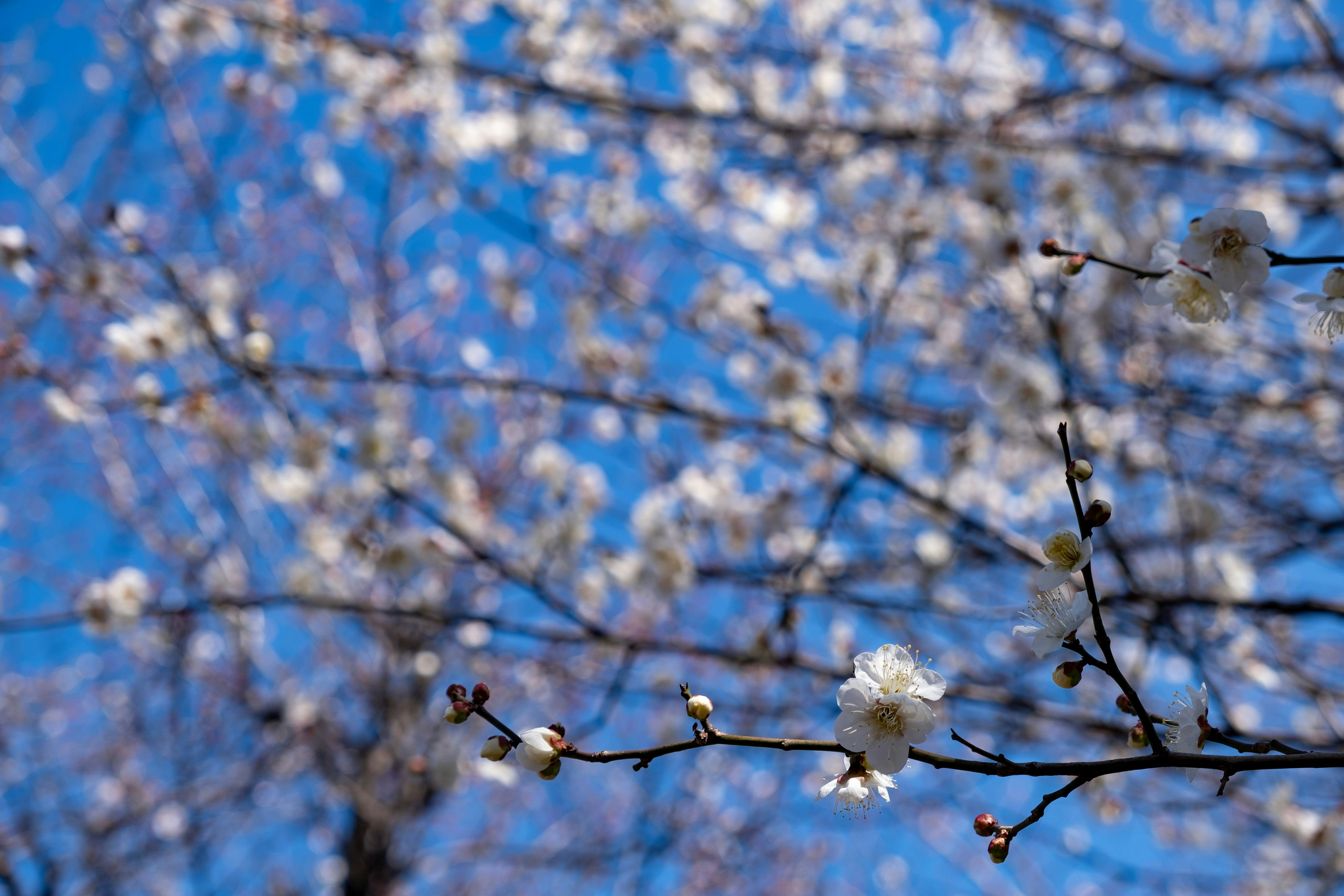 rami con fiori bianchi contro un cielo azzurro