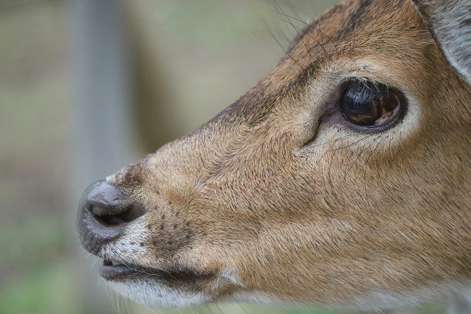 Close-up wajah rusa menunjukkan tekstur bulu dan detail mata