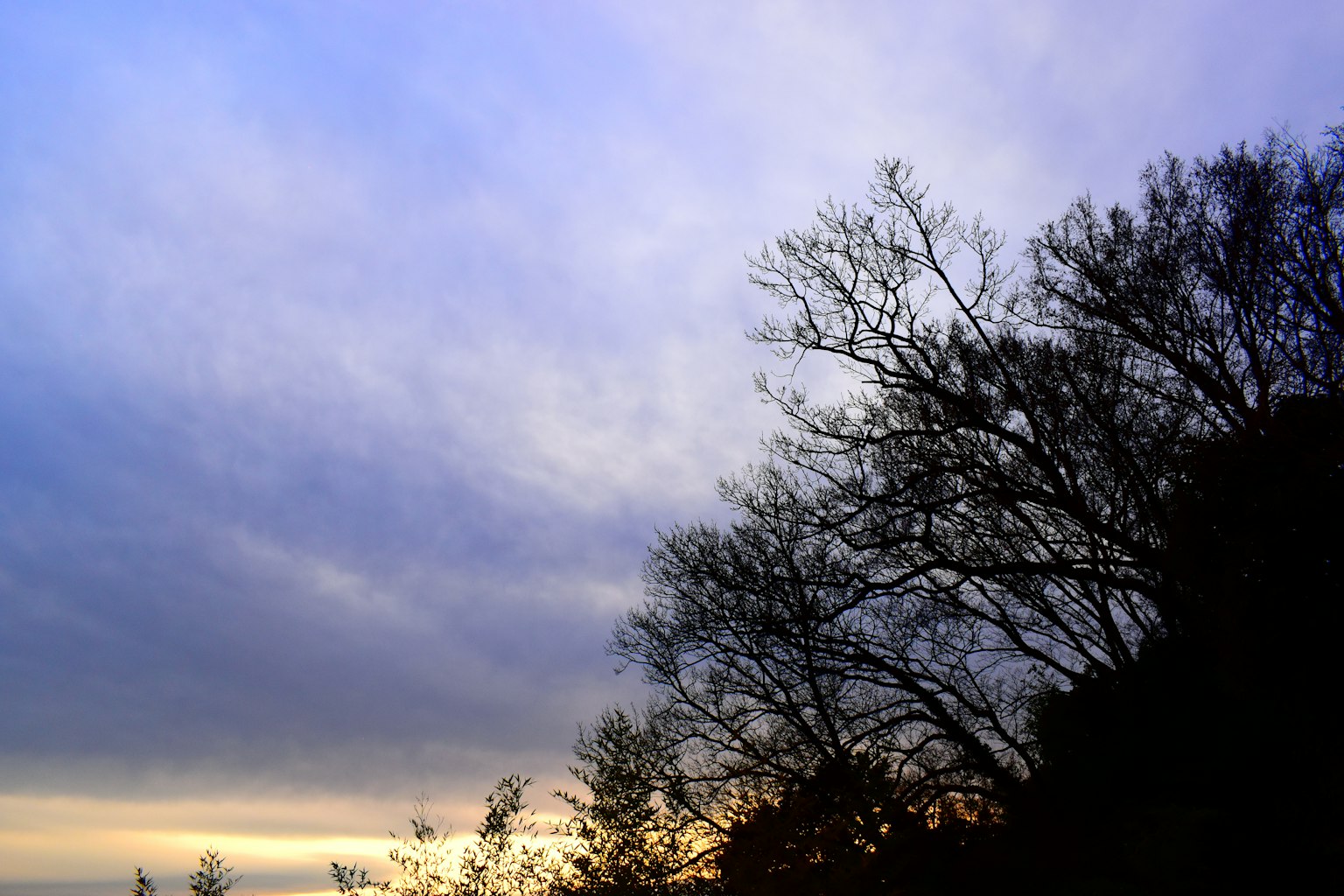Cielo al crepuscolo con sfumature di blu e viola e alberi in silhouette