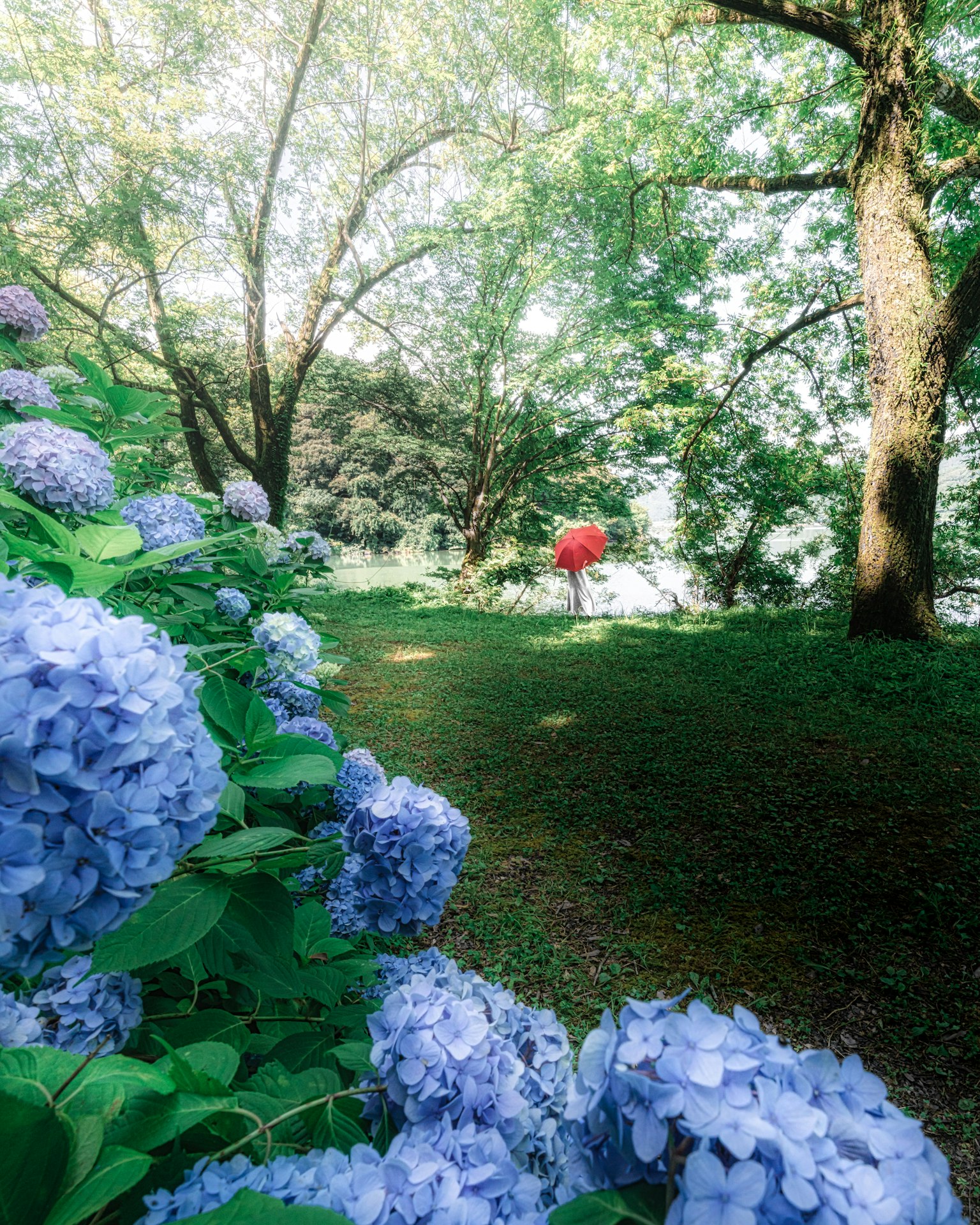 Vista panoramica di ortensie blu con una persona che cammina sotto un ombrello rosso circondata da vegetazione