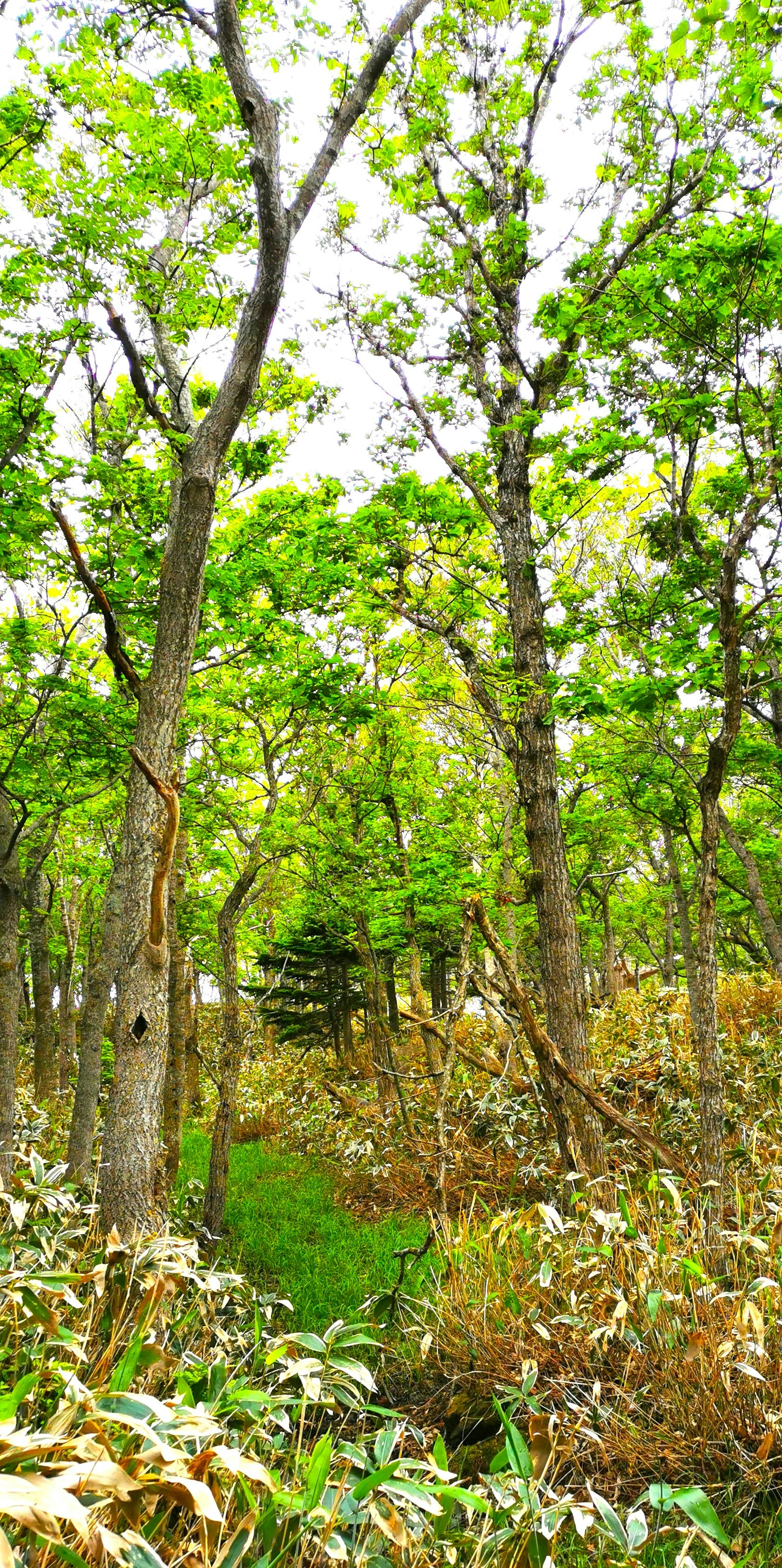 bosco verde con sottobosco e alberi alti