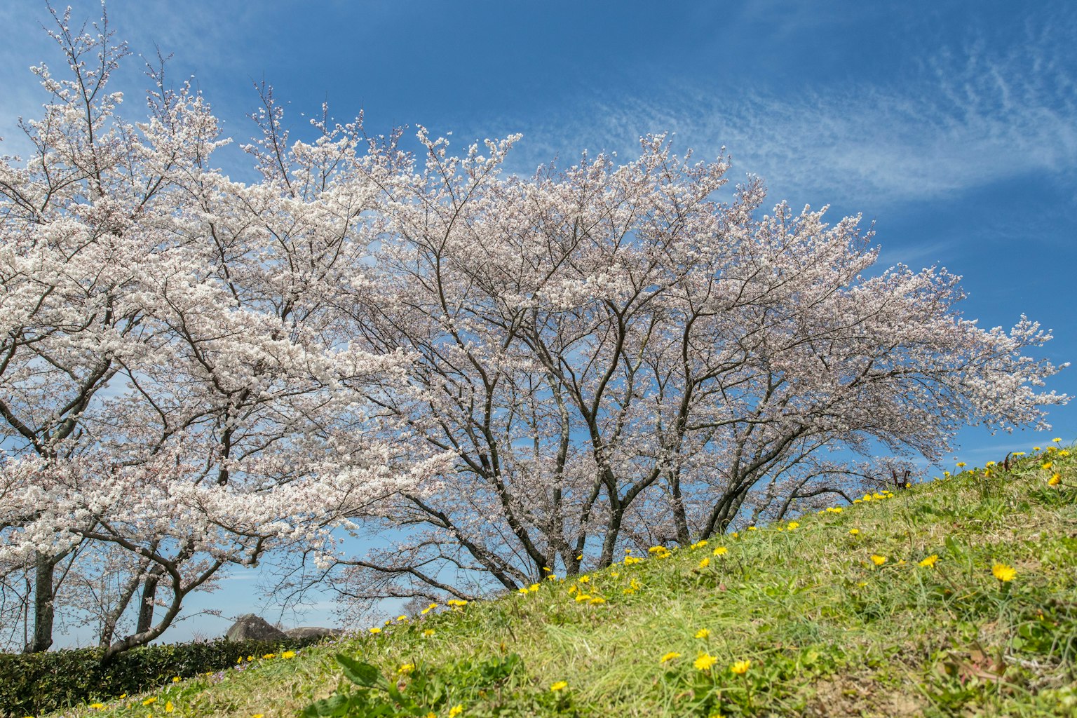 Cherry blossom trees blooming under a blue sky with green hill