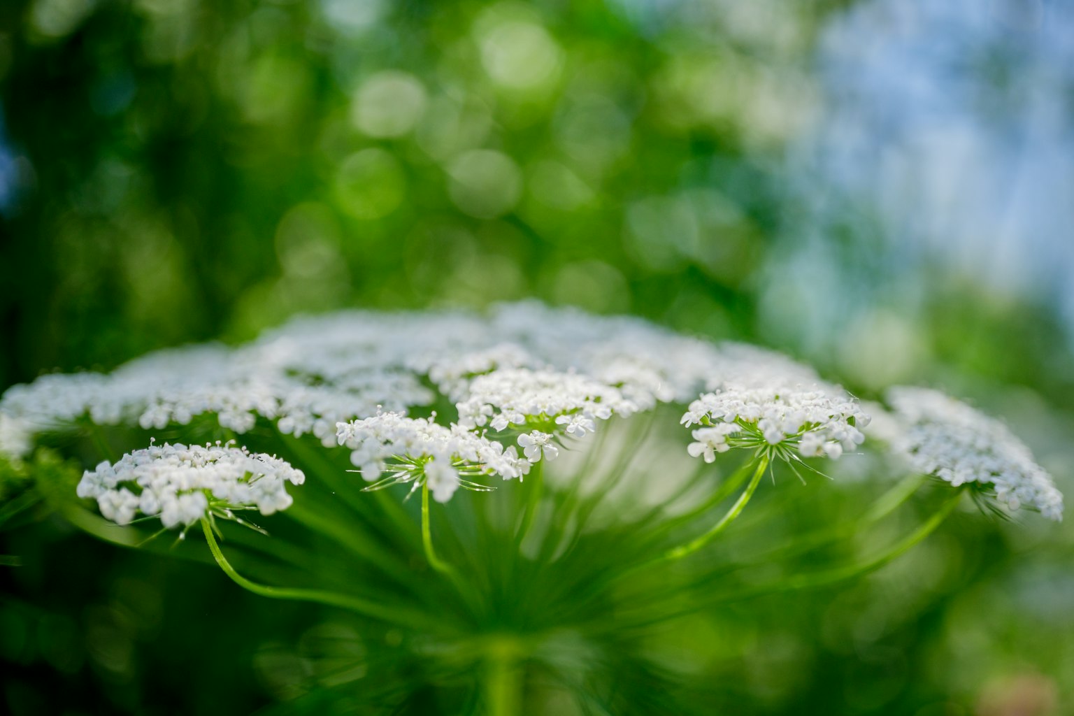 綠色背景下白花植物的特寫