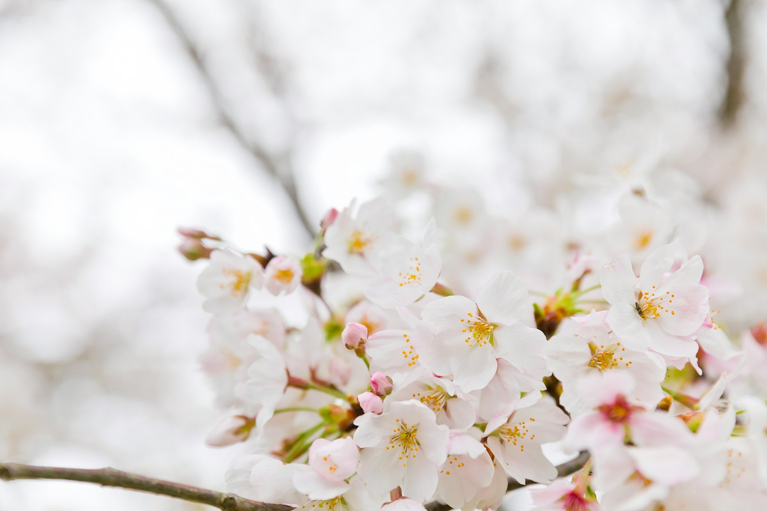 Primer plano de flores de cerezo en una rama con fondo blanco