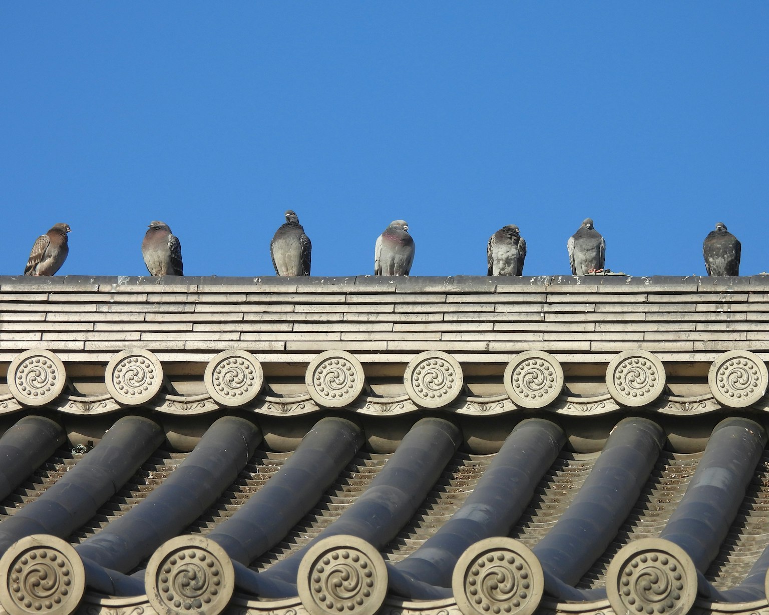 青空の下に並ぶ屋根の上の鳥たち