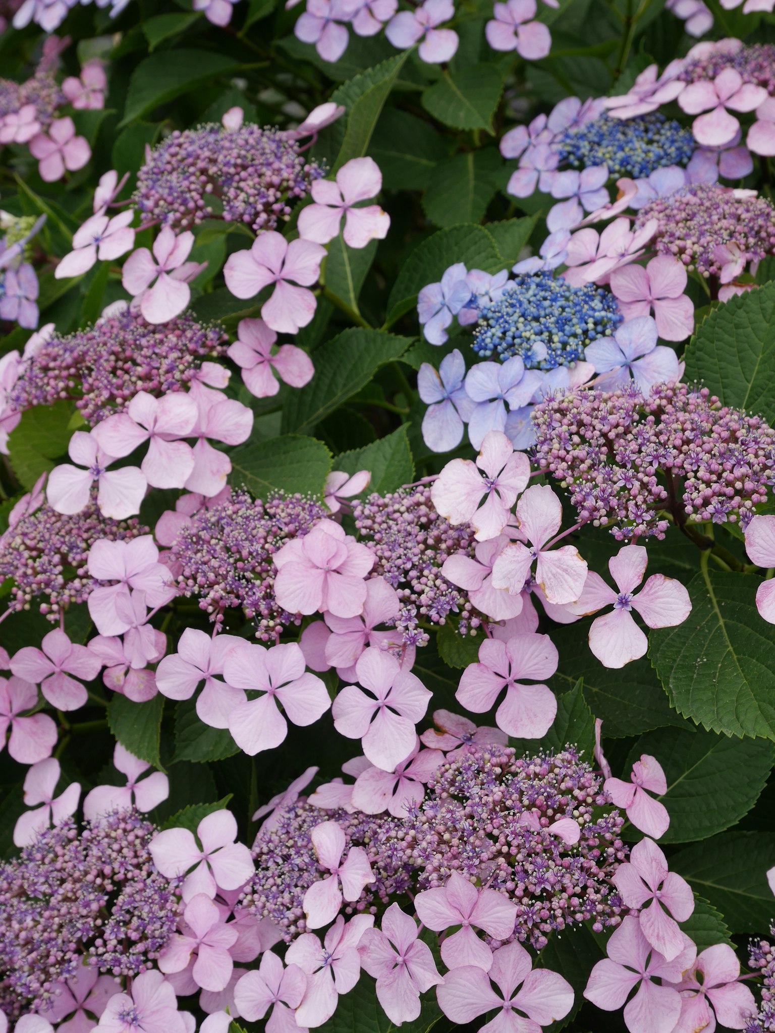 Massa di fiori di ortensia rosa e blu