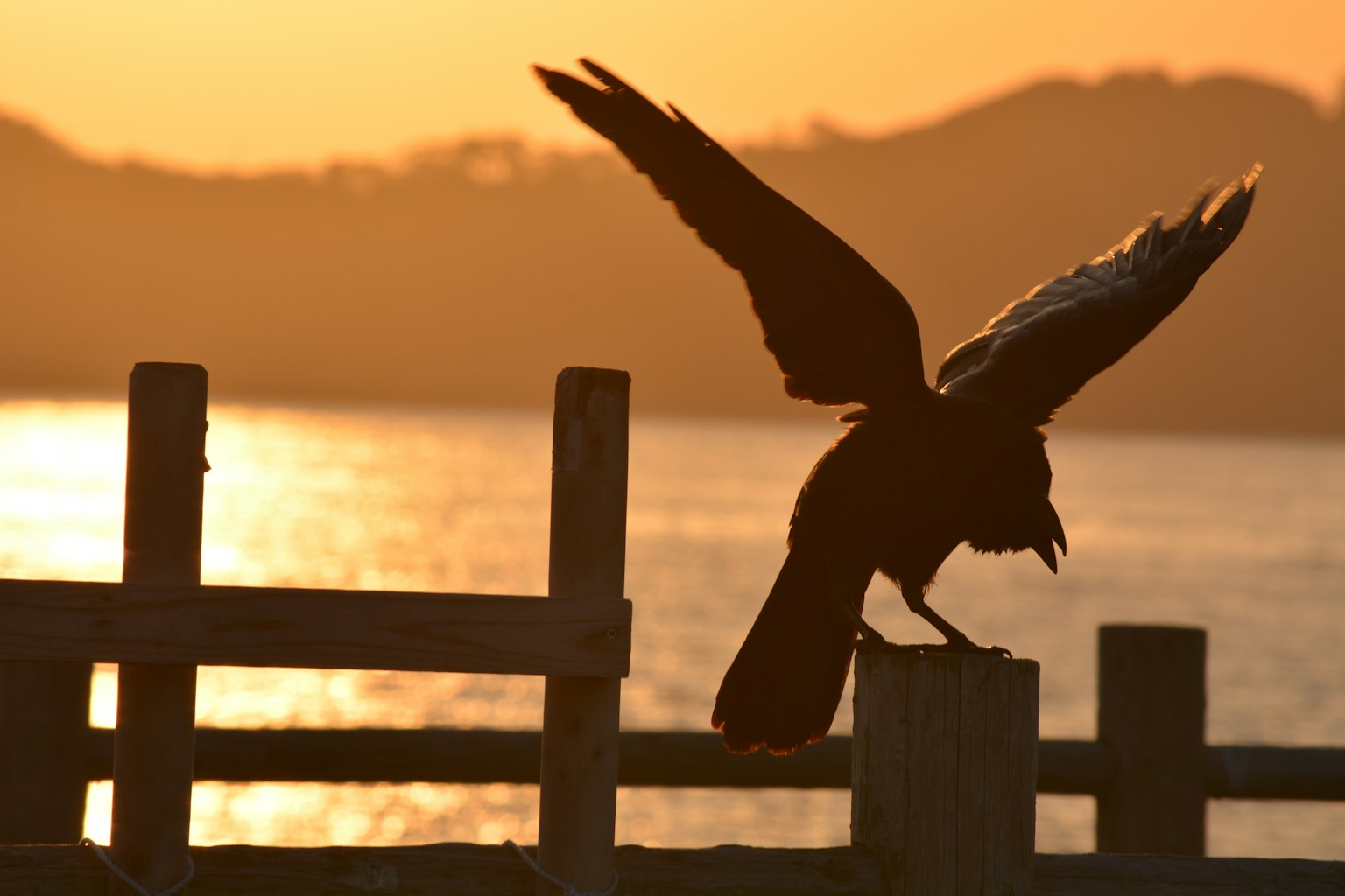 Silhouette di un uccello che apre le ali al tramonto