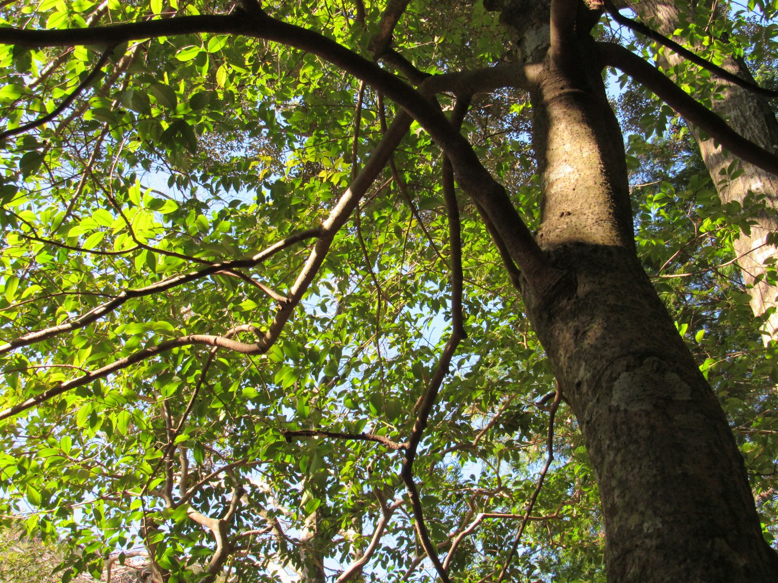 Foto de un tronco de árbol con hojas verdes extendidas