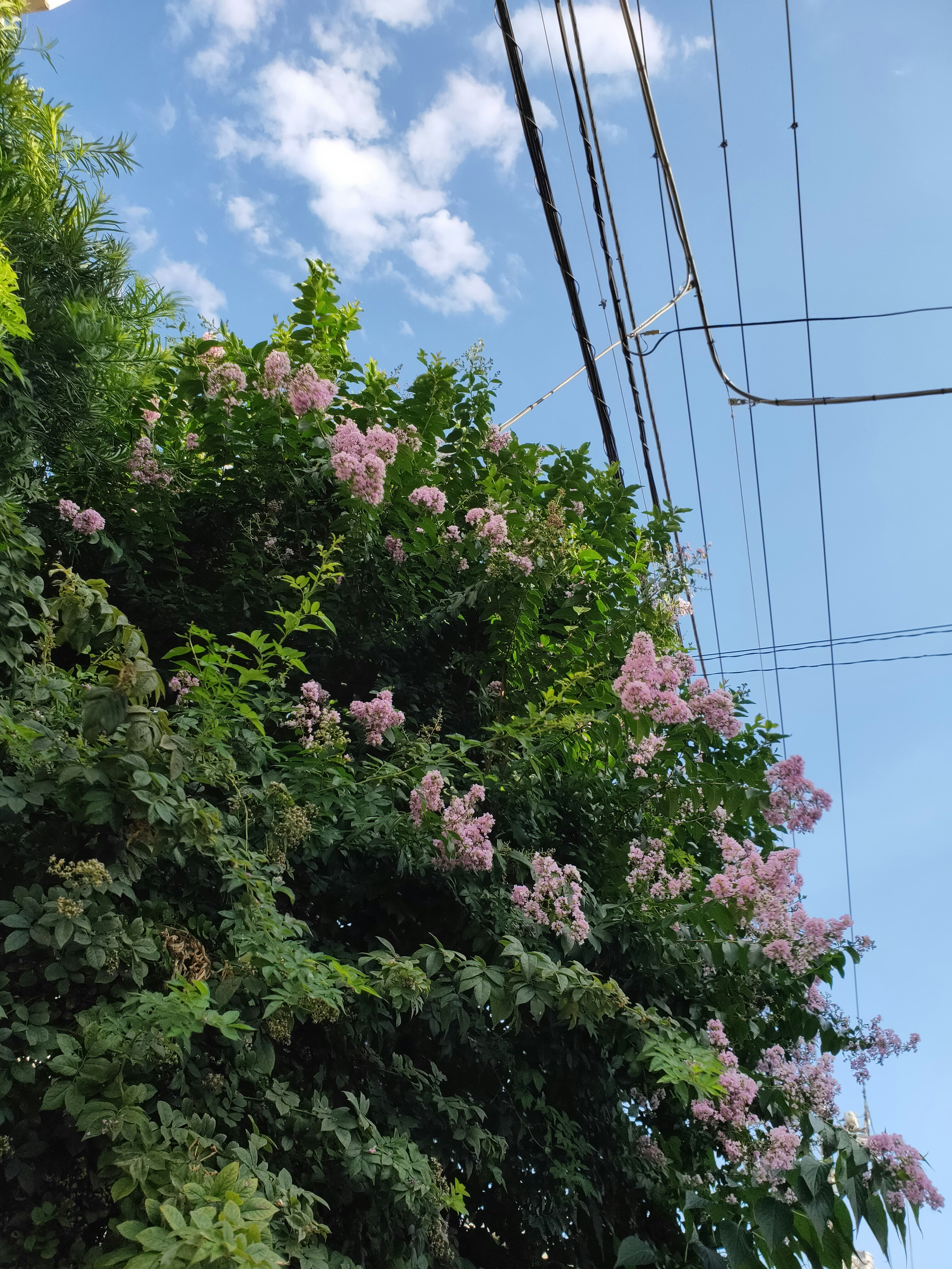 電線と夏空の下で咲くピンクの花の生け垣