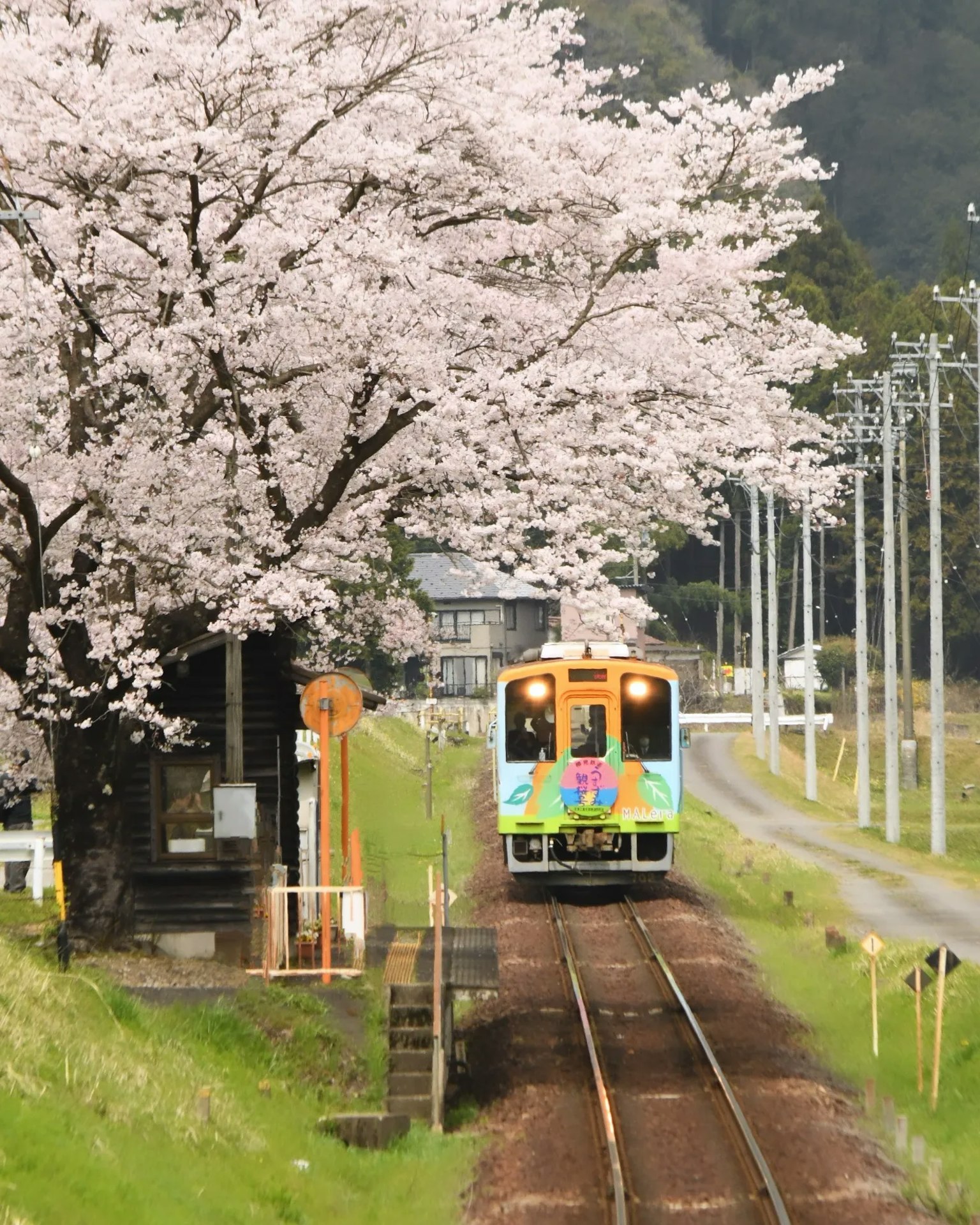 รถไฟสีสันสดใสที่วิ่งผ่านต้นซากุระ