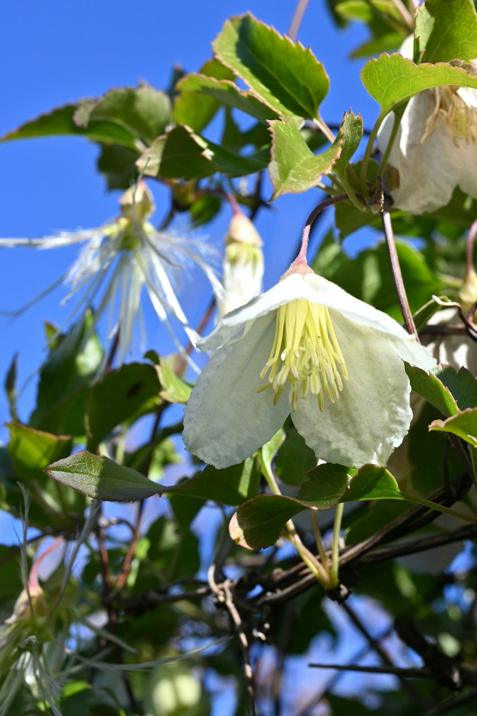 Fiore bianco con stami gialli su sfondo di cielo blu