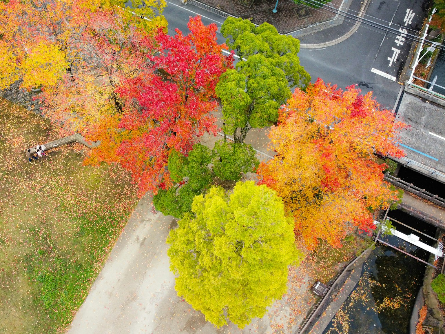 Alberi autunnali colorati in un parco con foglie vivaci