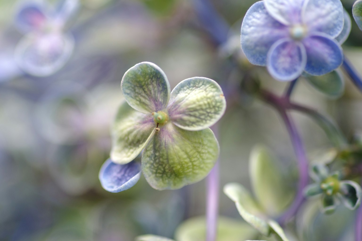Primo piano di una pianta con fiori viola chiaro e foglie verdi