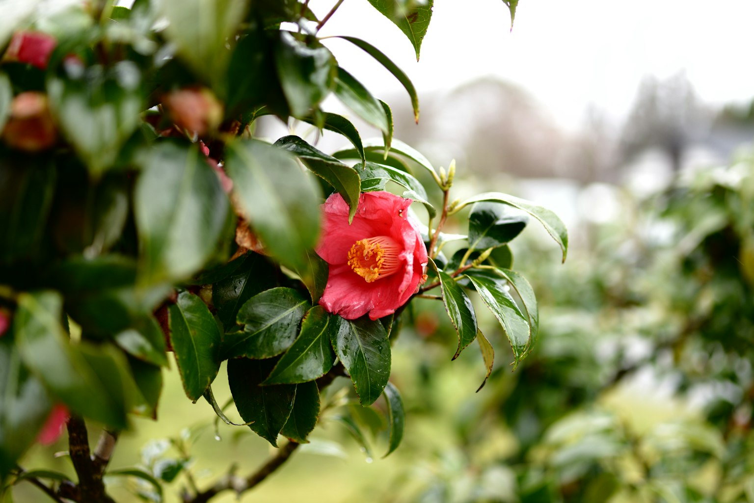 Une fleur de camélia rose vif entourée de feuilles vertes