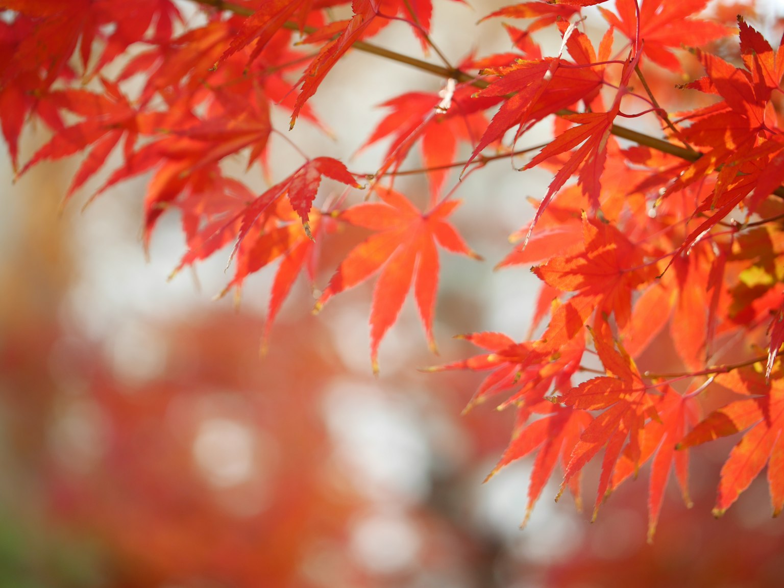 Lebendige rote Ahornblätter an einem Zweig im Herbst