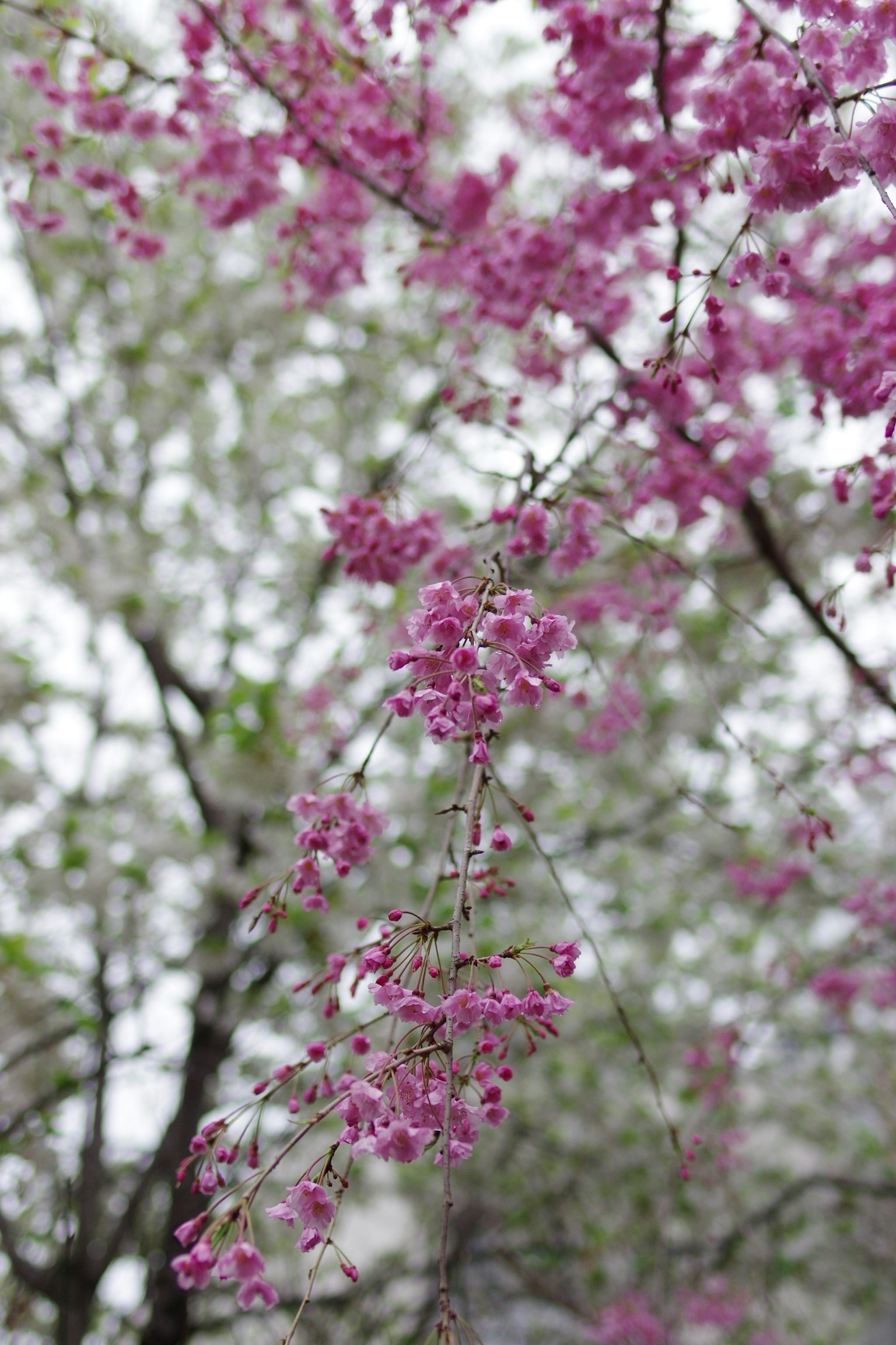 Primo piano di rami di albero con fiori rosa