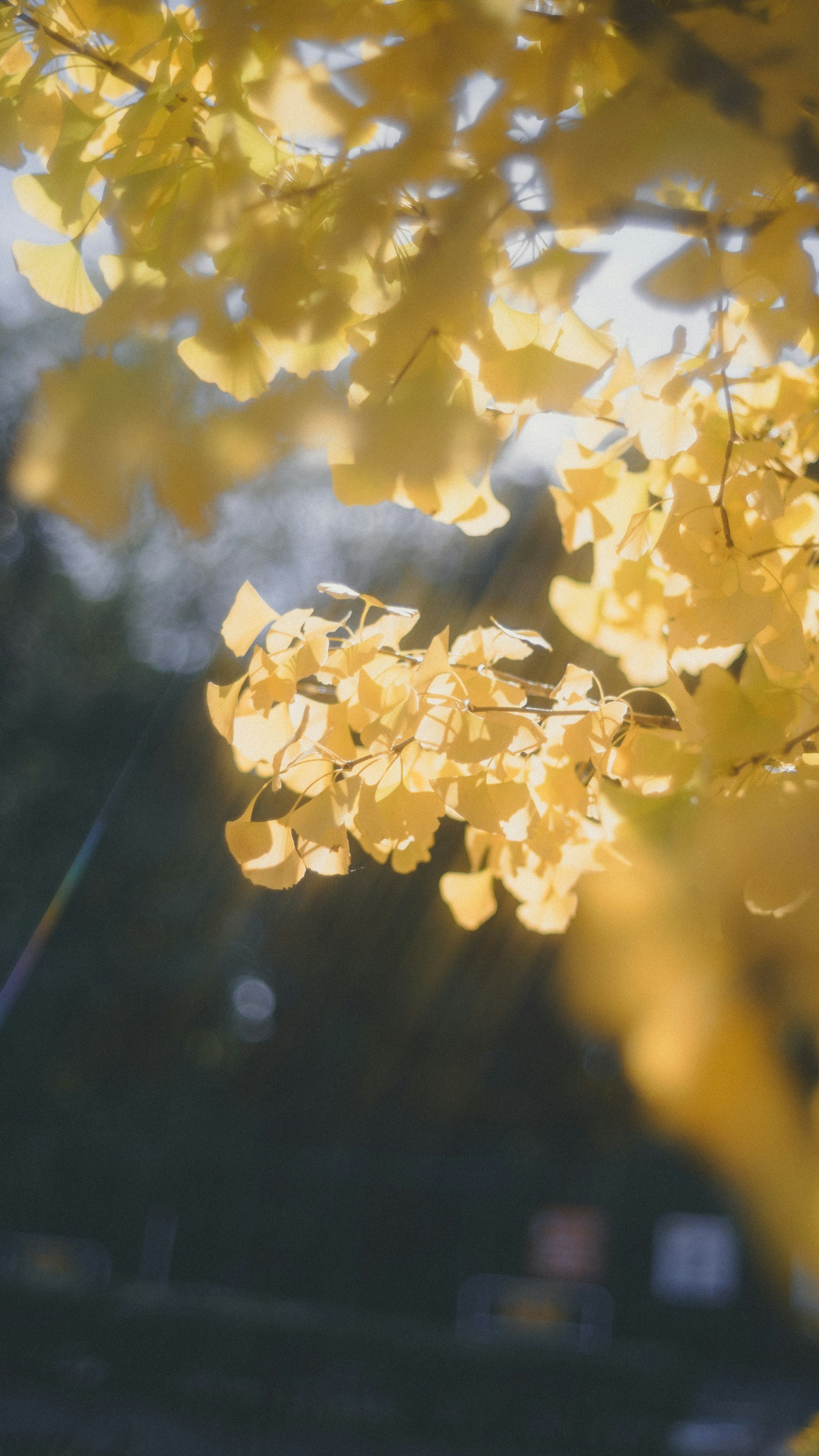 黄色い葉が光を浴びている美しい風景