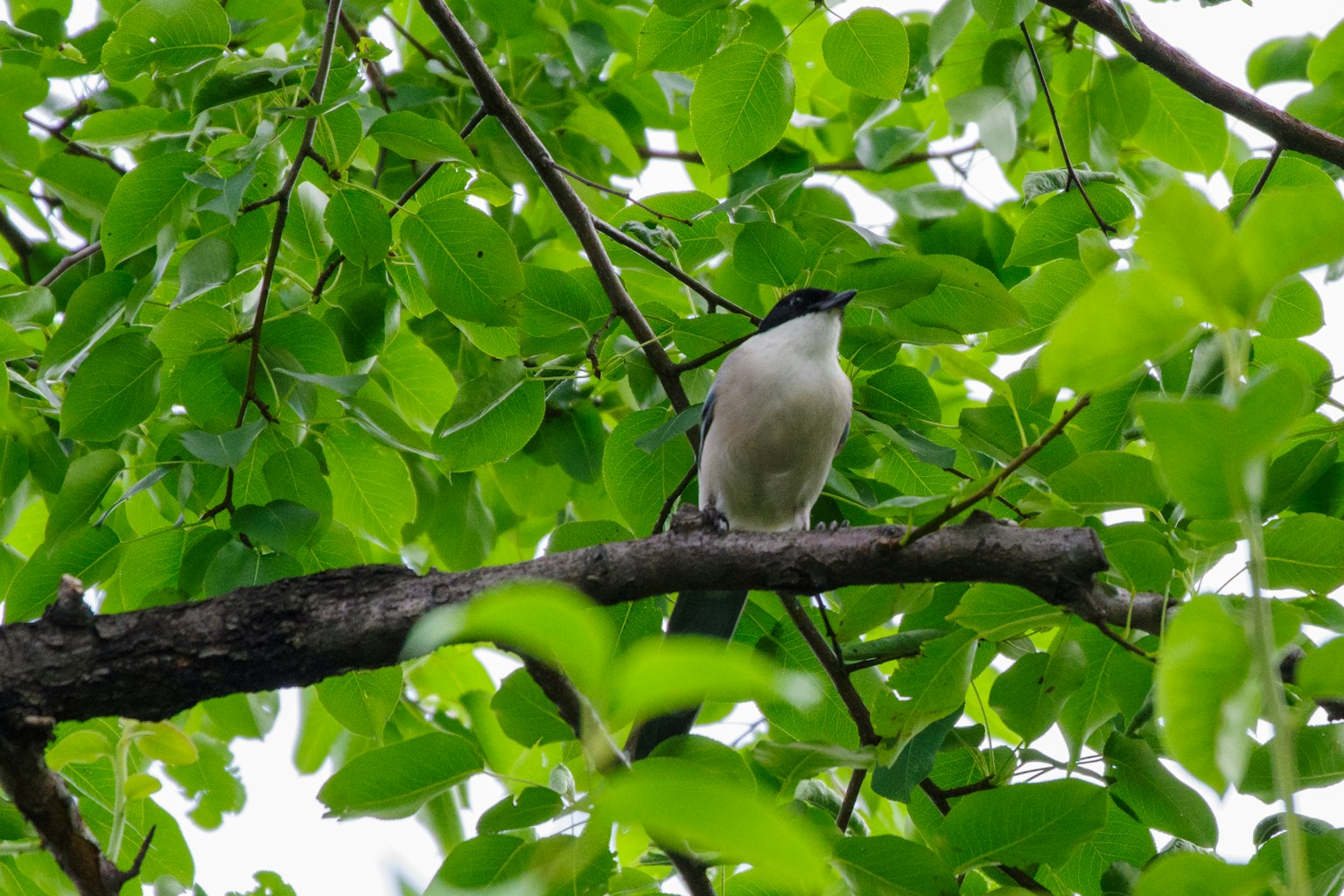 Oiseau perché sur une branche entourée de feuilles vertes