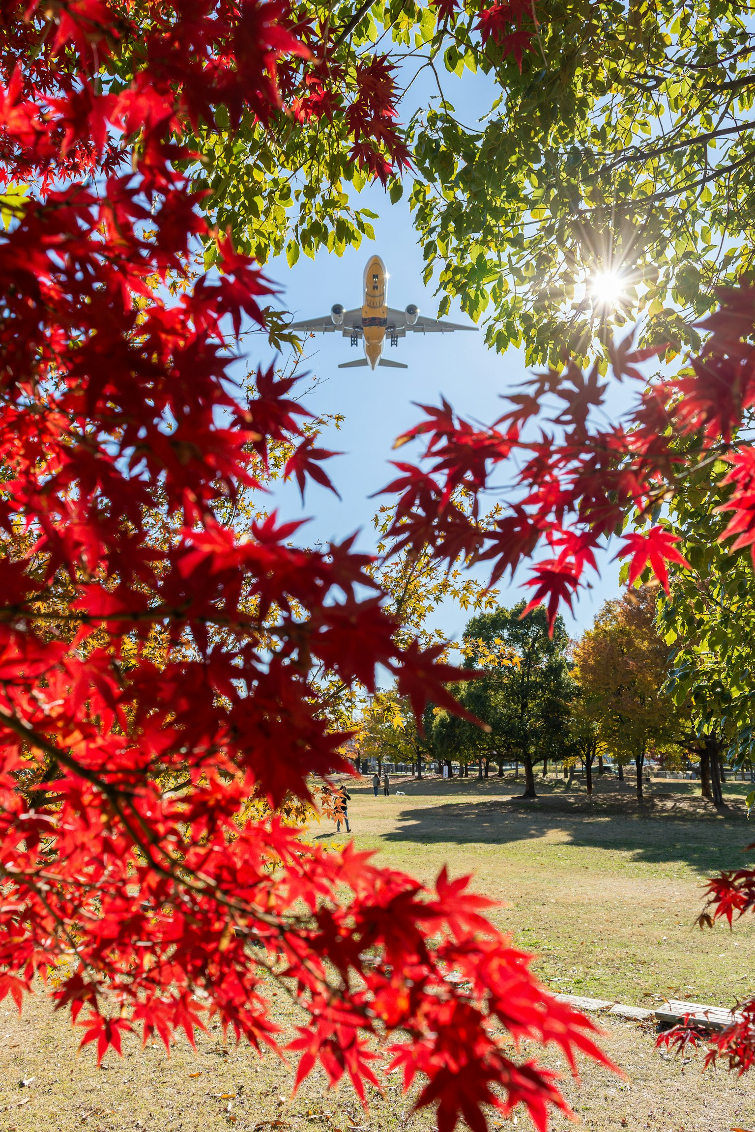 赤い葉の前を飛ぶ飛行機と太陽の光
