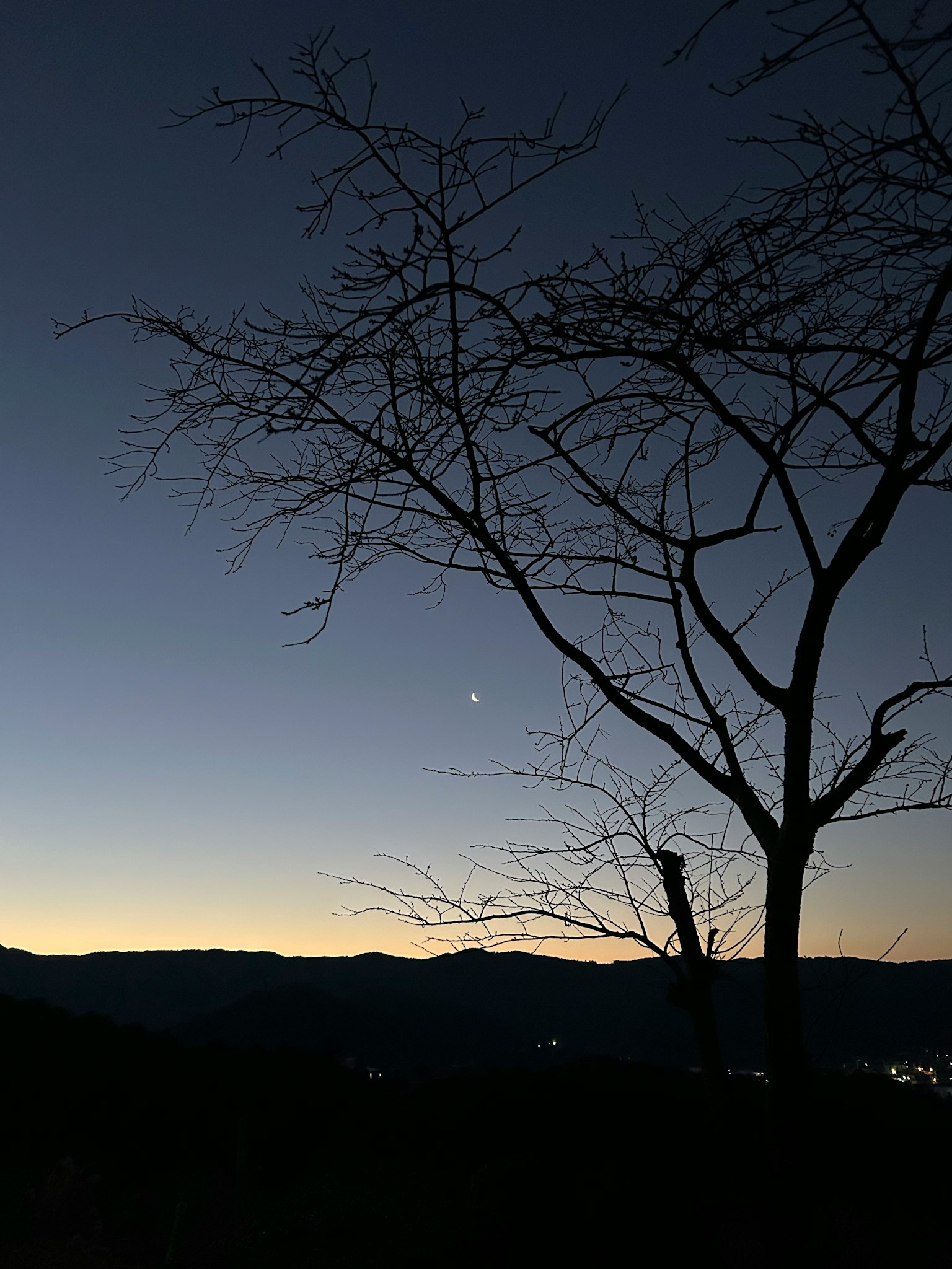 Siluet pohon di langit senja dengan bintang yang terlihat