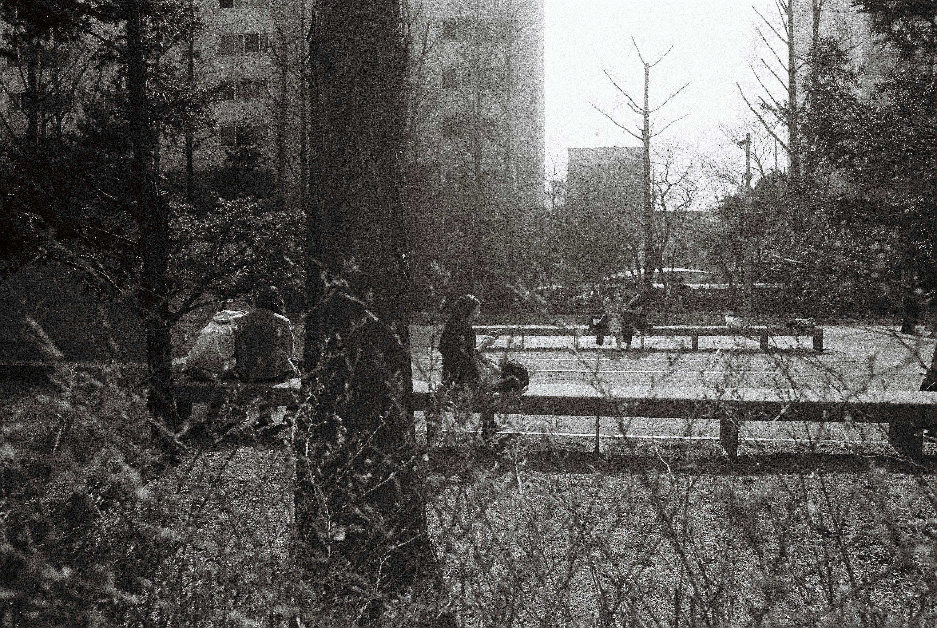 枯れ枝越しの公園と遊歩道のある街角