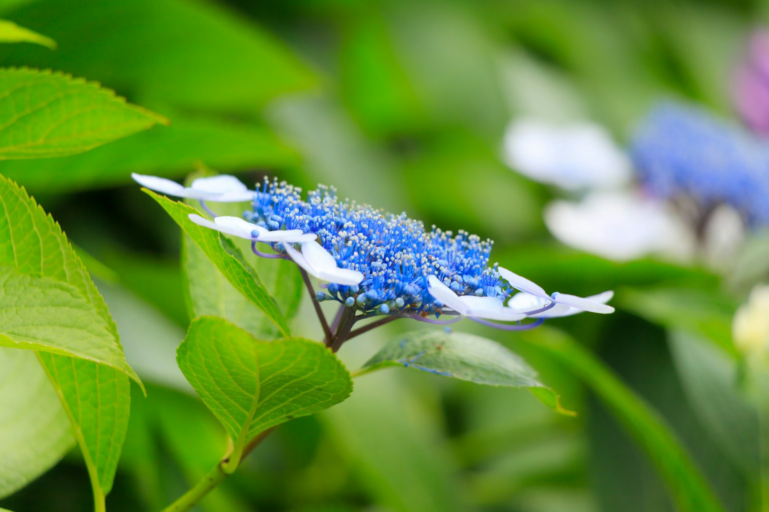 Vibrant scene featuring a blue flower surrounded by green leaves