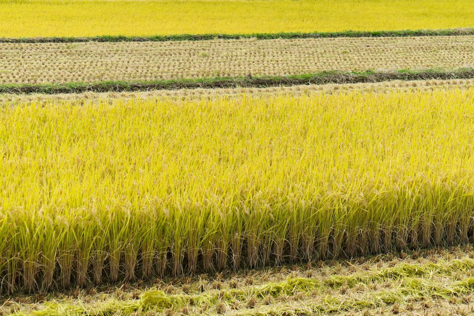 Paysage de champs de riz verts avec du riz jaune prêt à être récolté