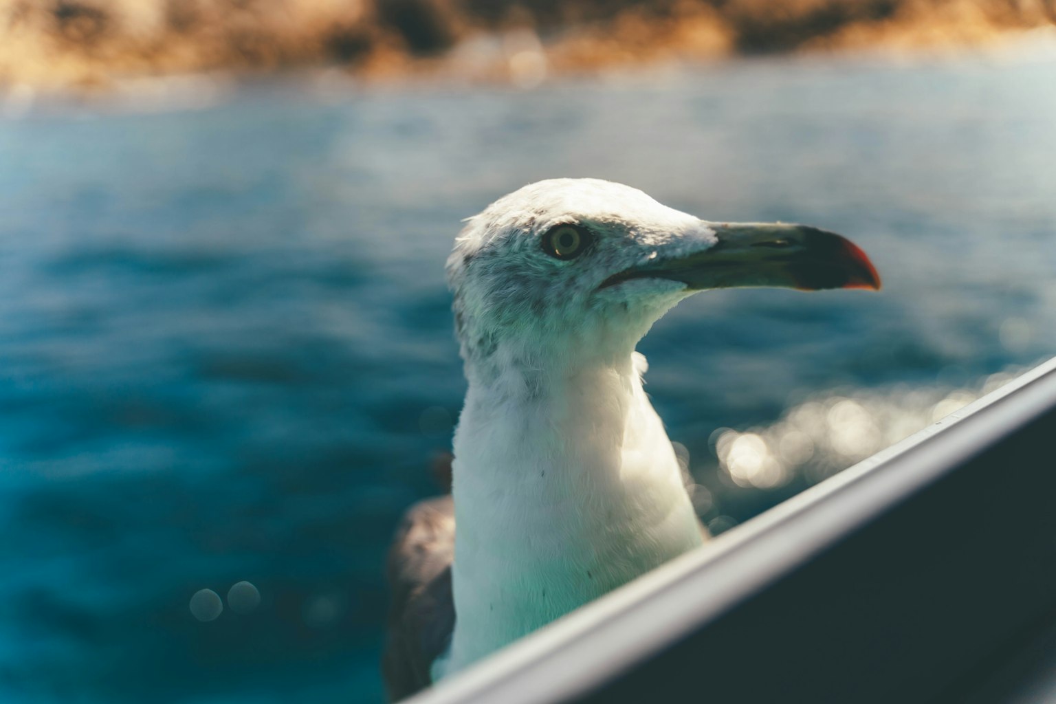 Primo piano del volto di un uccello bianco vicino all'acqua con uno sfondo oceanico blu